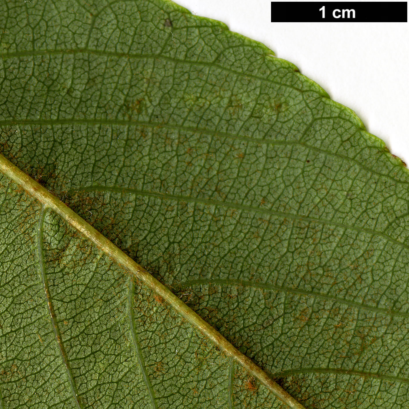 High resolution image: Family: Rosaceae - Genus: Sorbus - Taxon: astateria