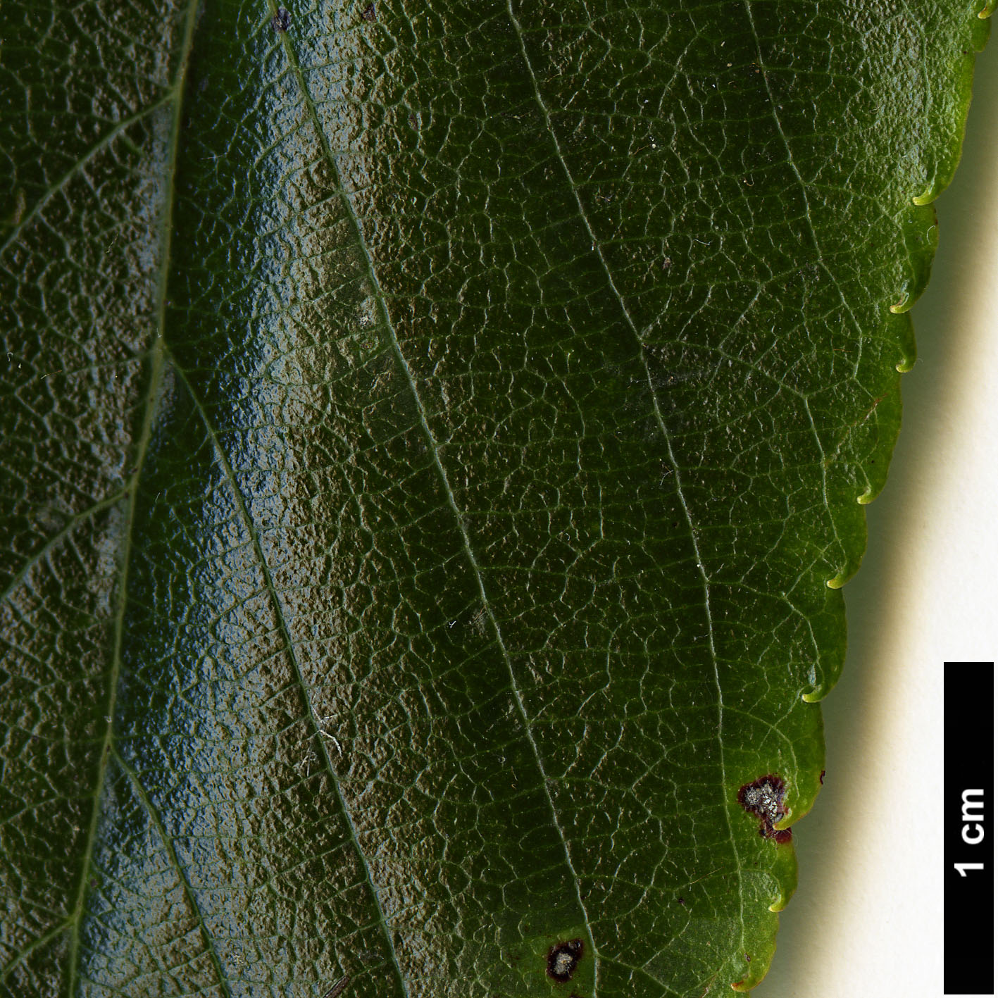 High resolution image: Family: Rosaceae - Genus: Sorbus - Taxon: astateria