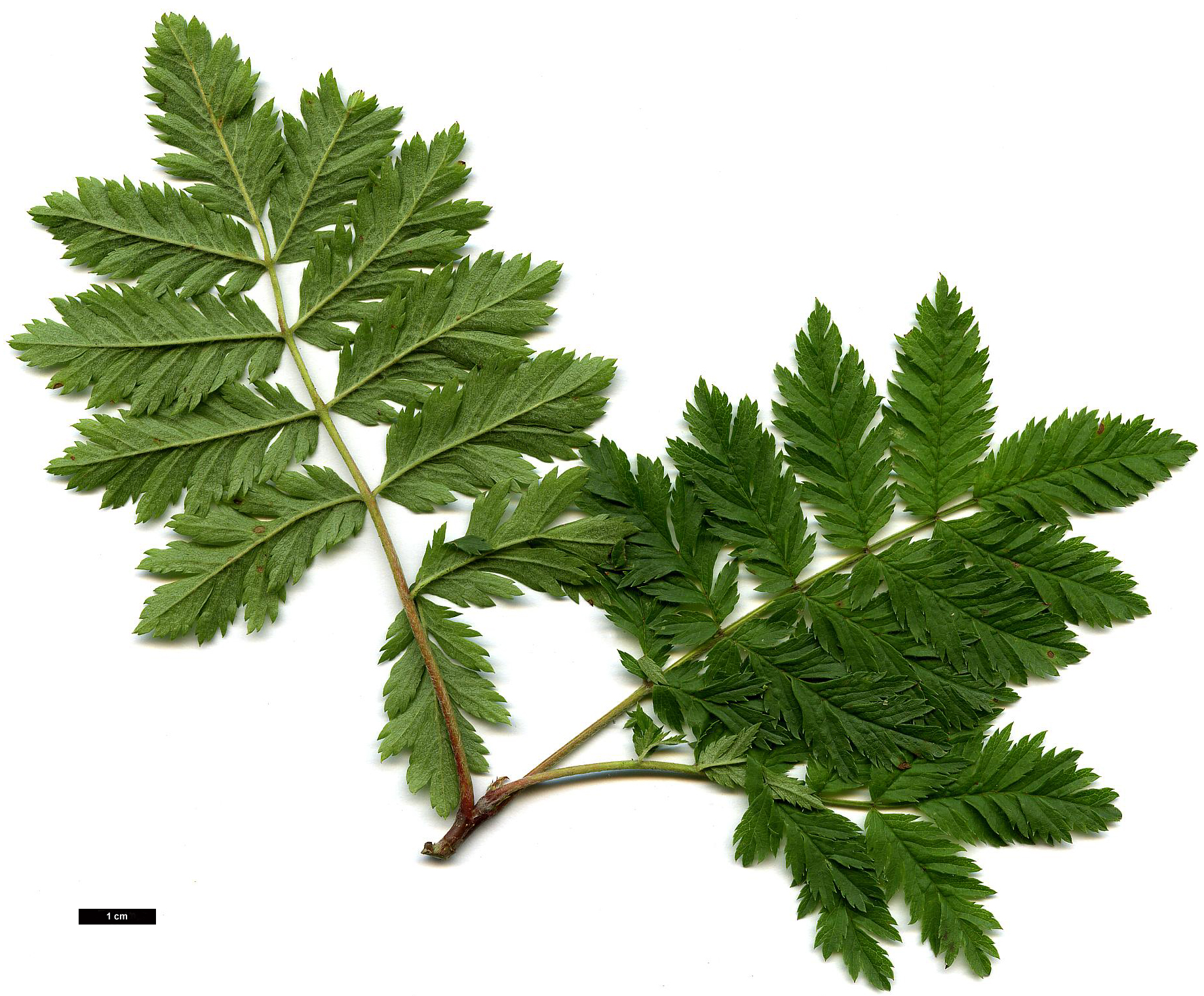 High resolution image: Family: Rosaceae - Genus: Sorbus - Taxon: aucuparia - SpeciesSub: 'Aspleniifolia'