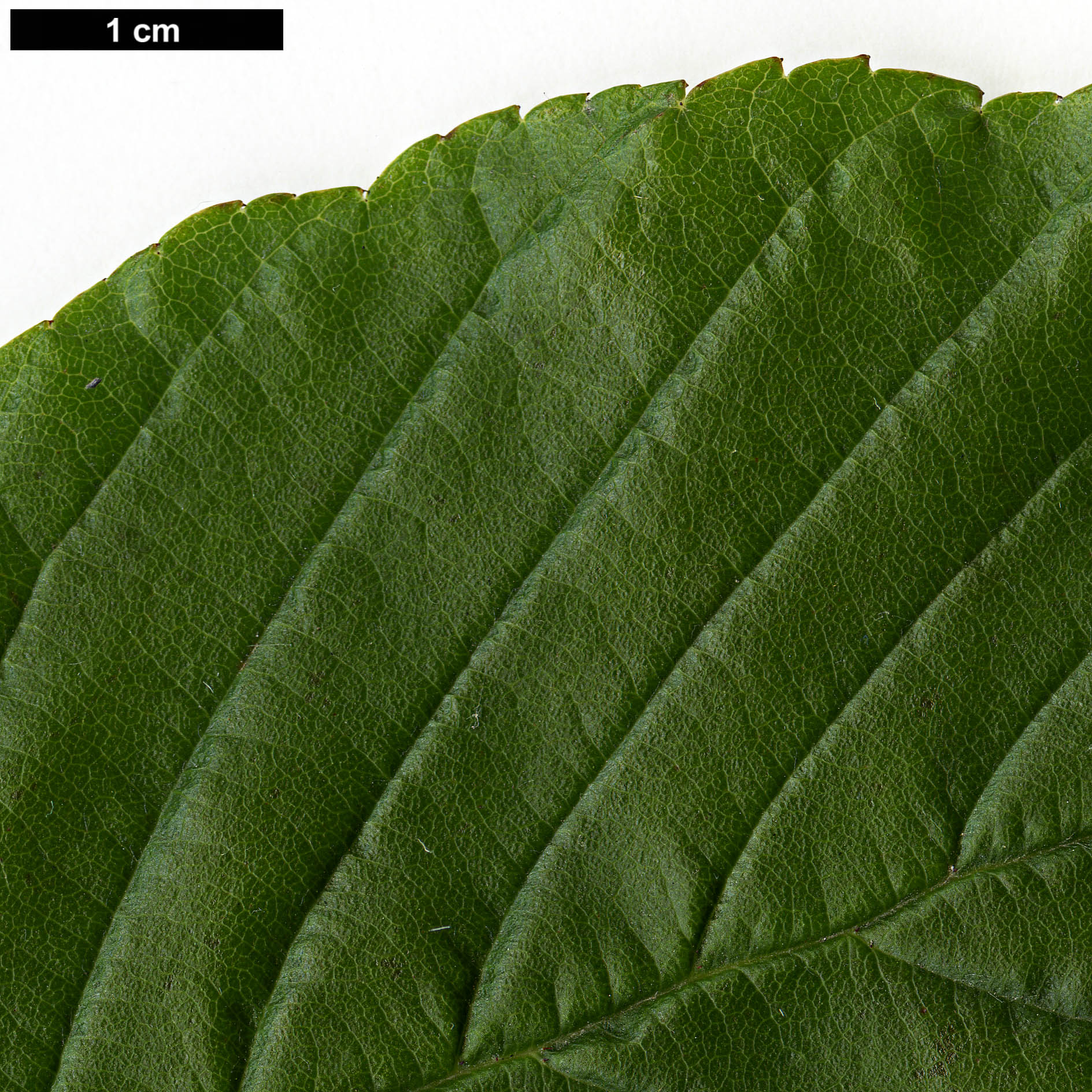 High resolution image: Family: Rosaceae - Genus: Sorbus - Taxon: brevipedunculata