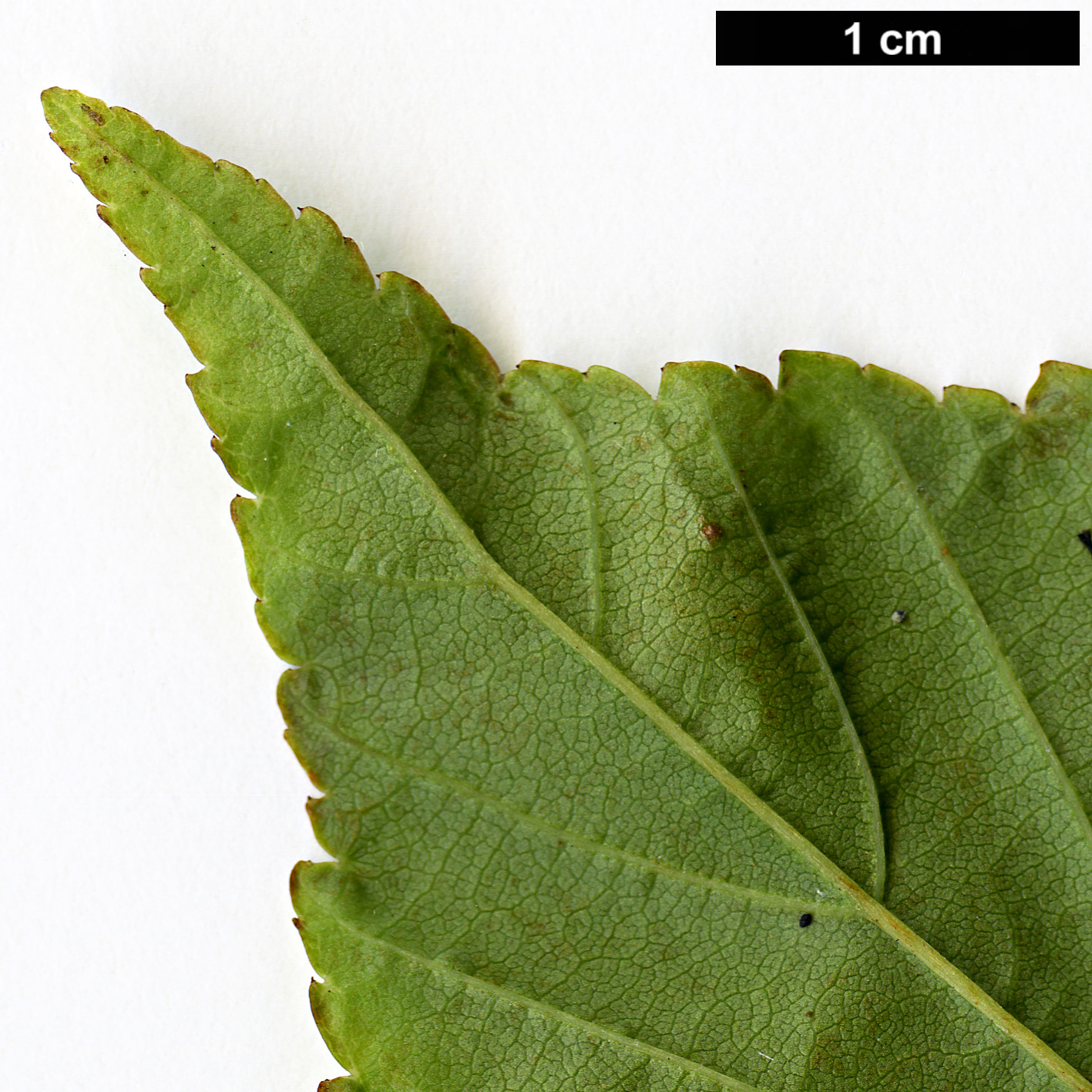High resolution image: Family: Rosaceae - Genus: Sorbus - Taxon: brevipedunculata