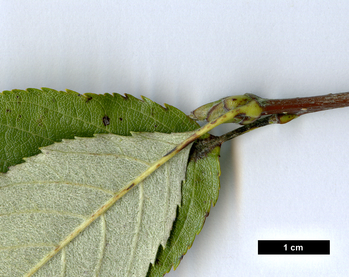 High resolution image: Family: Rosaceae - Genus: Sorbus - Taxon: bristoliensis