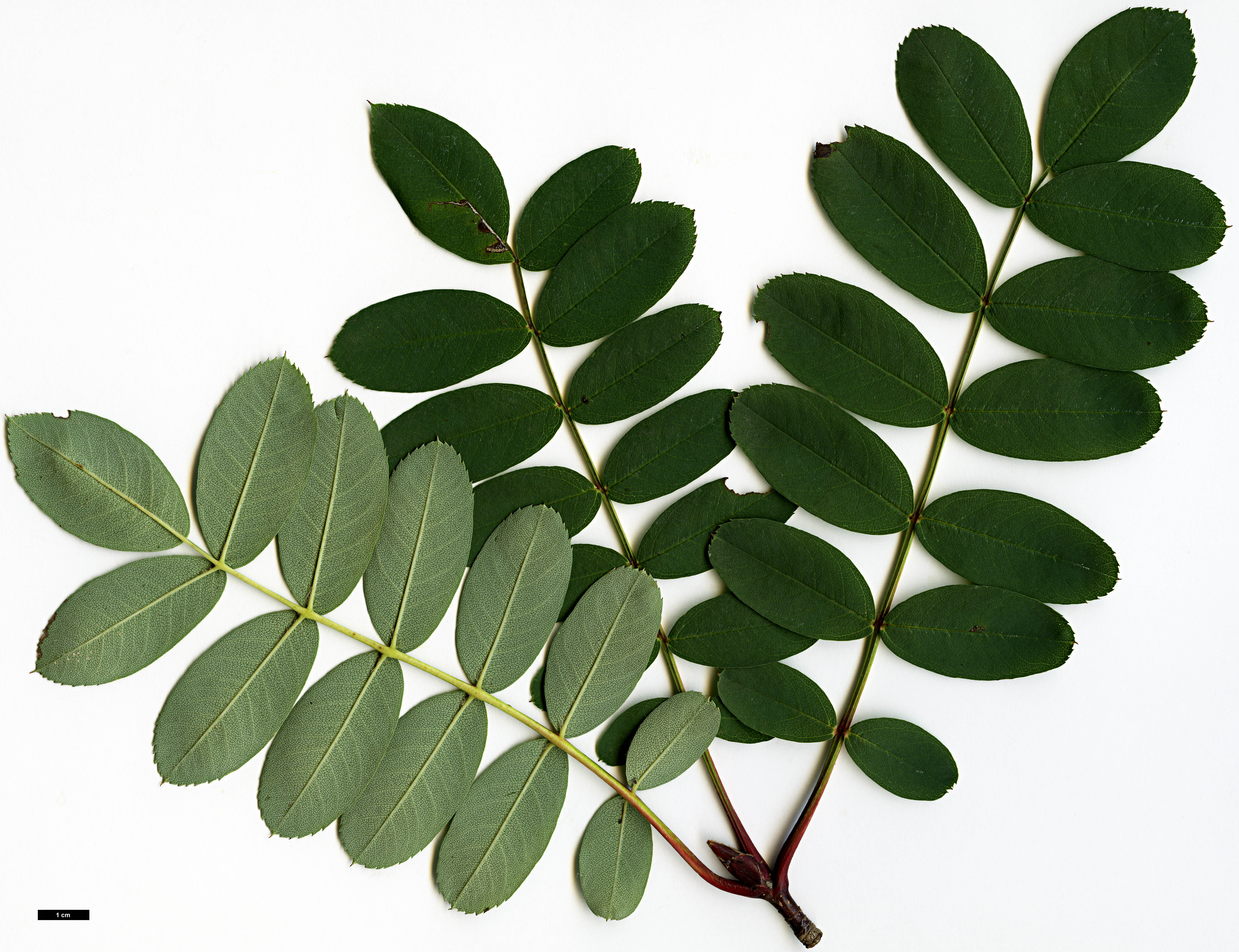 High resolution image: Family: Rosaceae - Genus: Sorbus - Taxon: carmesina