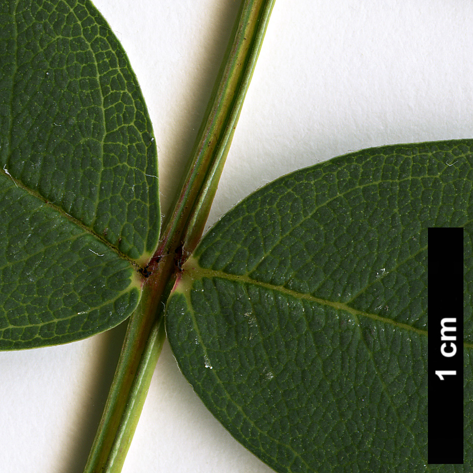 High resolution image: Family: Rosaceae - Genus: Sorbus - Taxon: carmesina