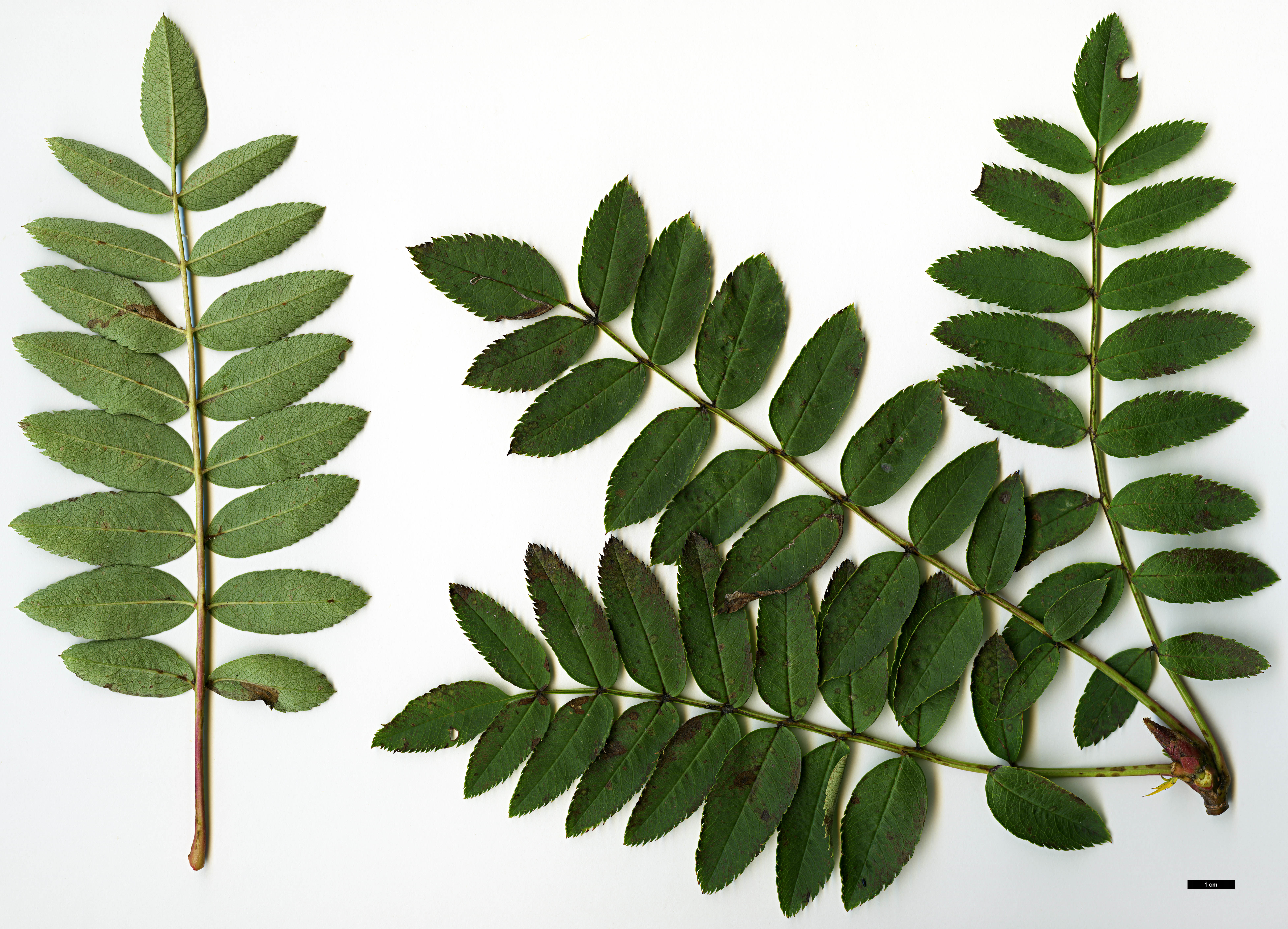 High resolution image: Family: Rosaceae - Genus: Sorbus - Taxon: cashmiriana