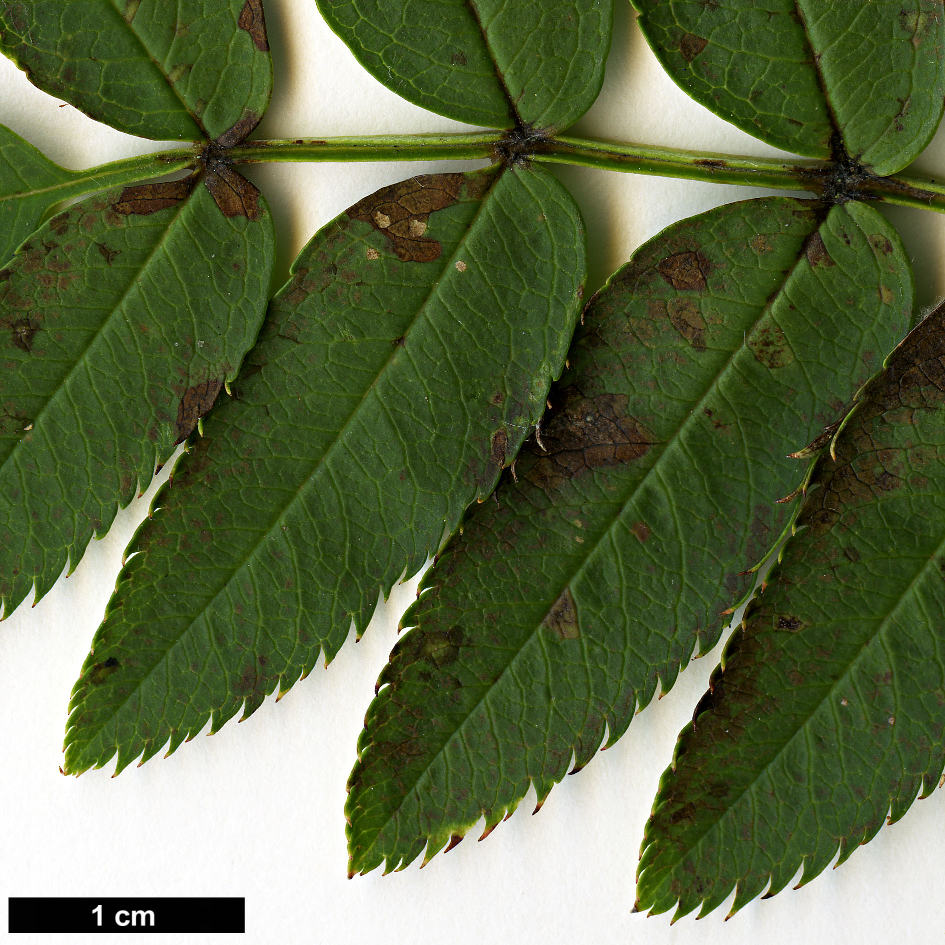 High resolution image: Family: Rosaceae - Genus: Sorbus - Taxon: cashmiriana