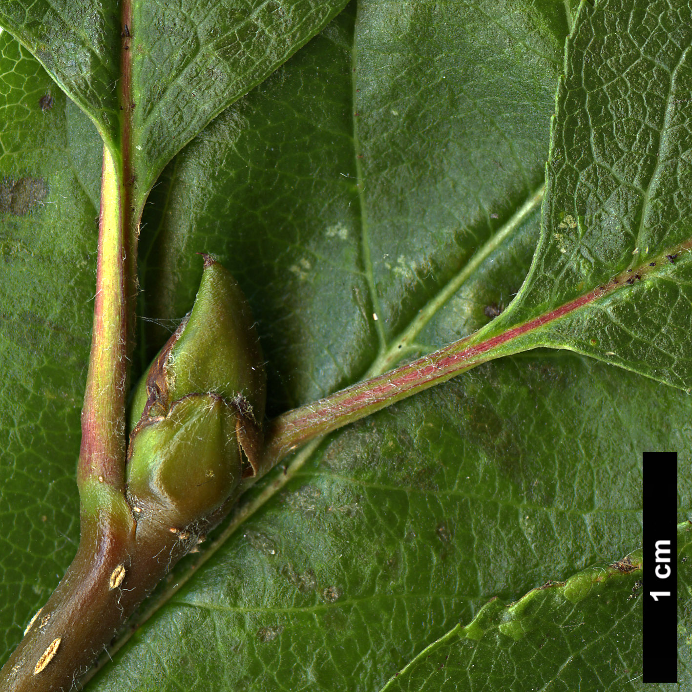 High resolution image: Family: Rosaceae - Genus: Sorbus - Taxon: chamaemespilus