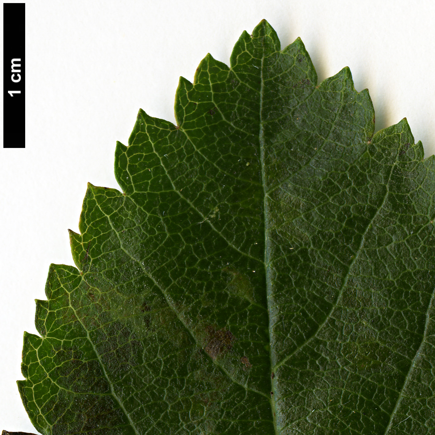 High resolution image: Family: Rosaceae - Genus: Sorbus - Taxon: chamaemespilus