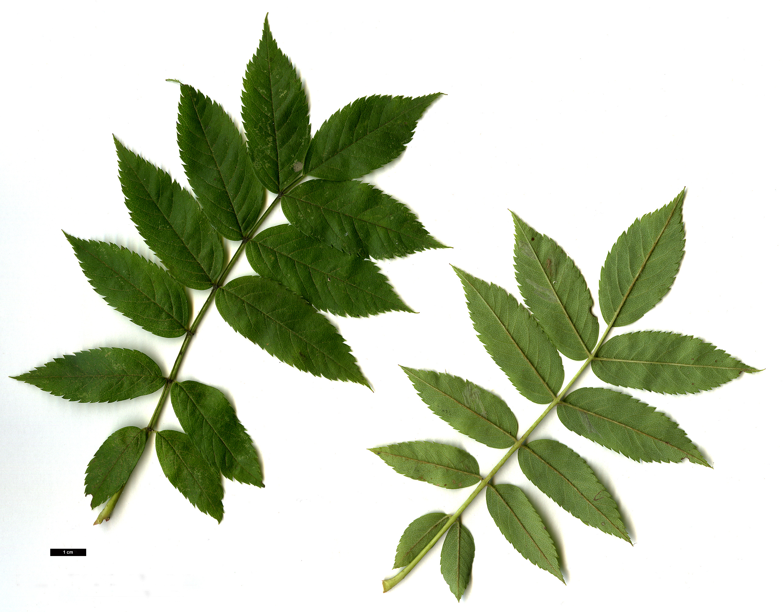 High resolution image: Family: Rosaceae - Genus: Sorbus - Taxon: commixta - SpeciesSub: 'Embley'