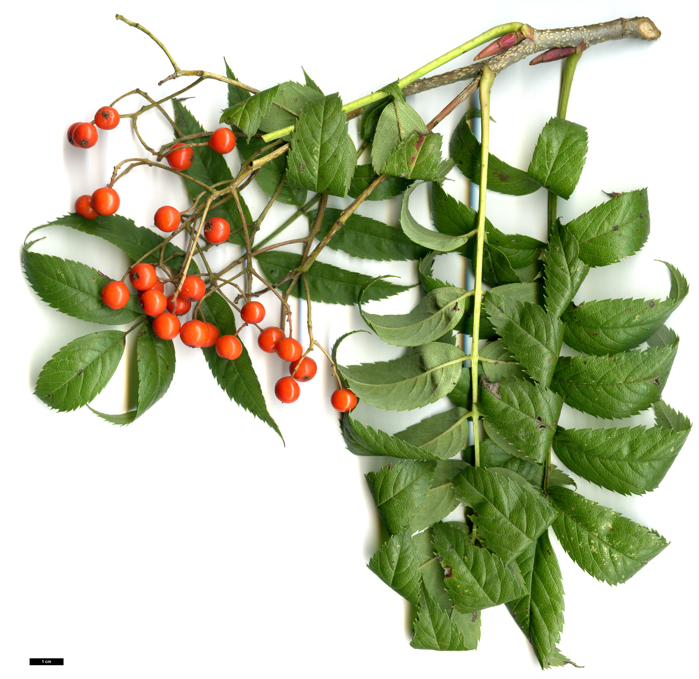 High resolution image: Family: Rosaceae - Genus: Sorbus - Taxon: commixta