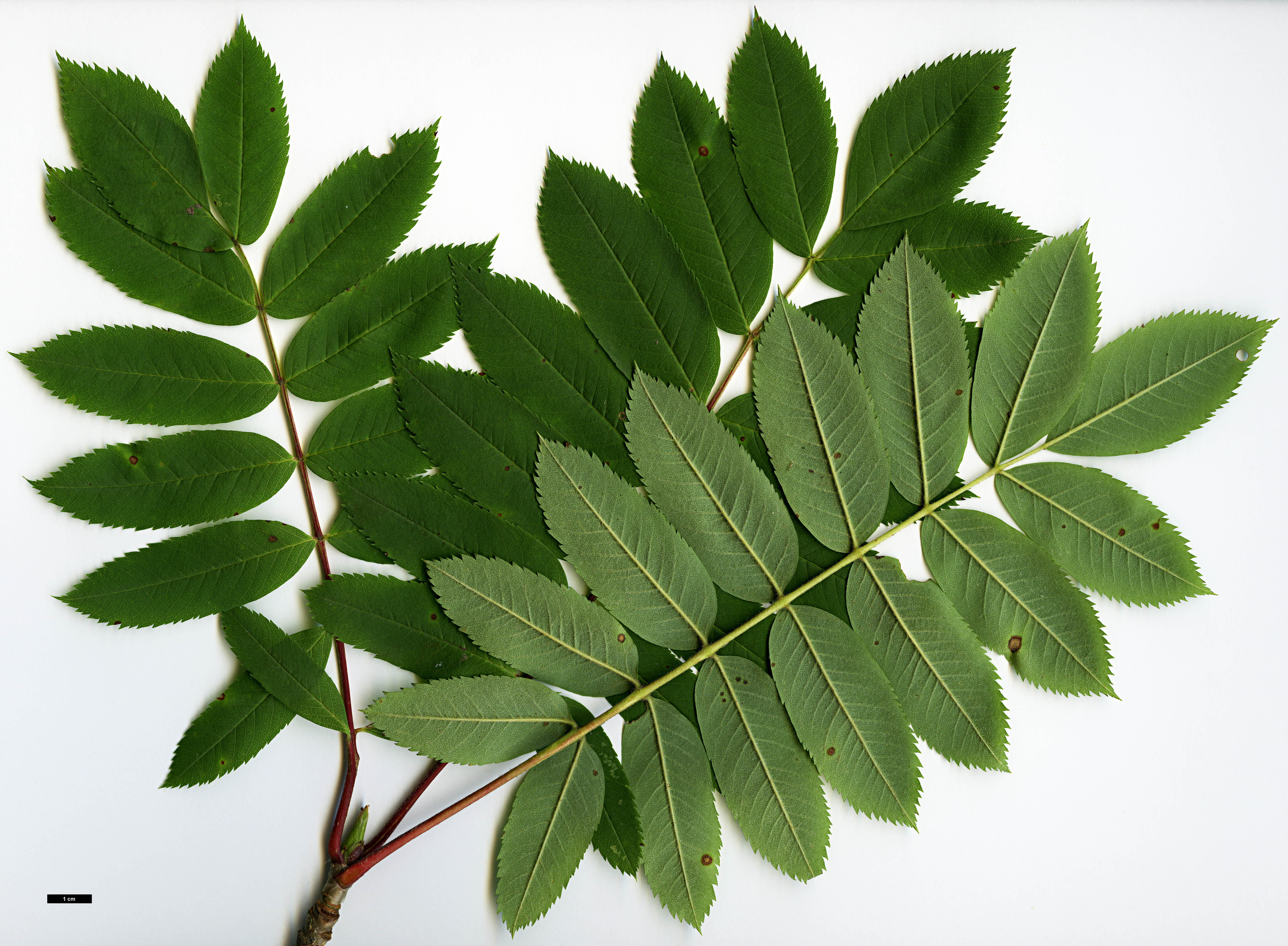 High resolution image: Family: Rosaceae - Genus: Sorbus - Taxon: decora
