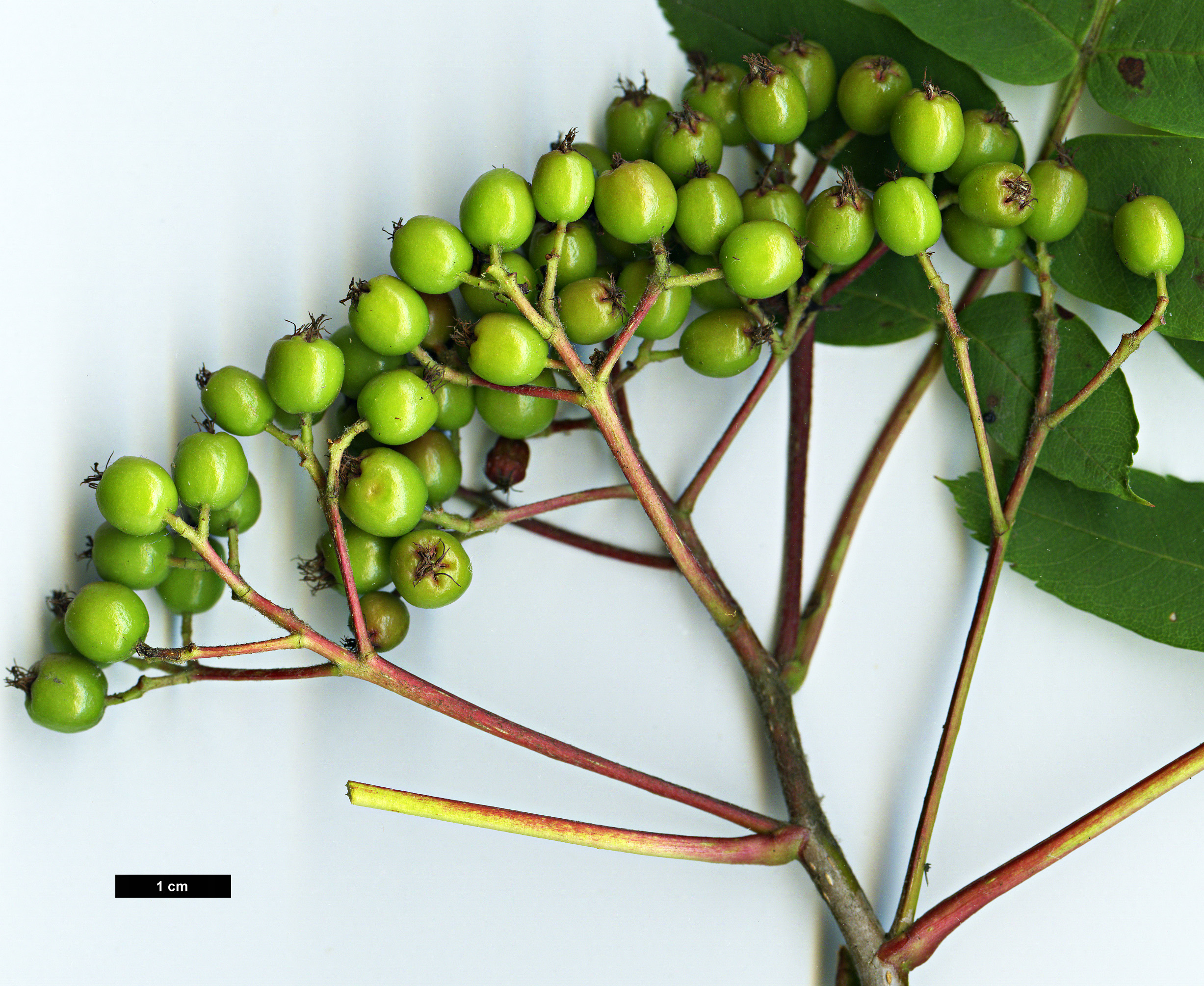 High resolution image: Family: Rosaceae - Genus: Sorbus - Taxon: decora