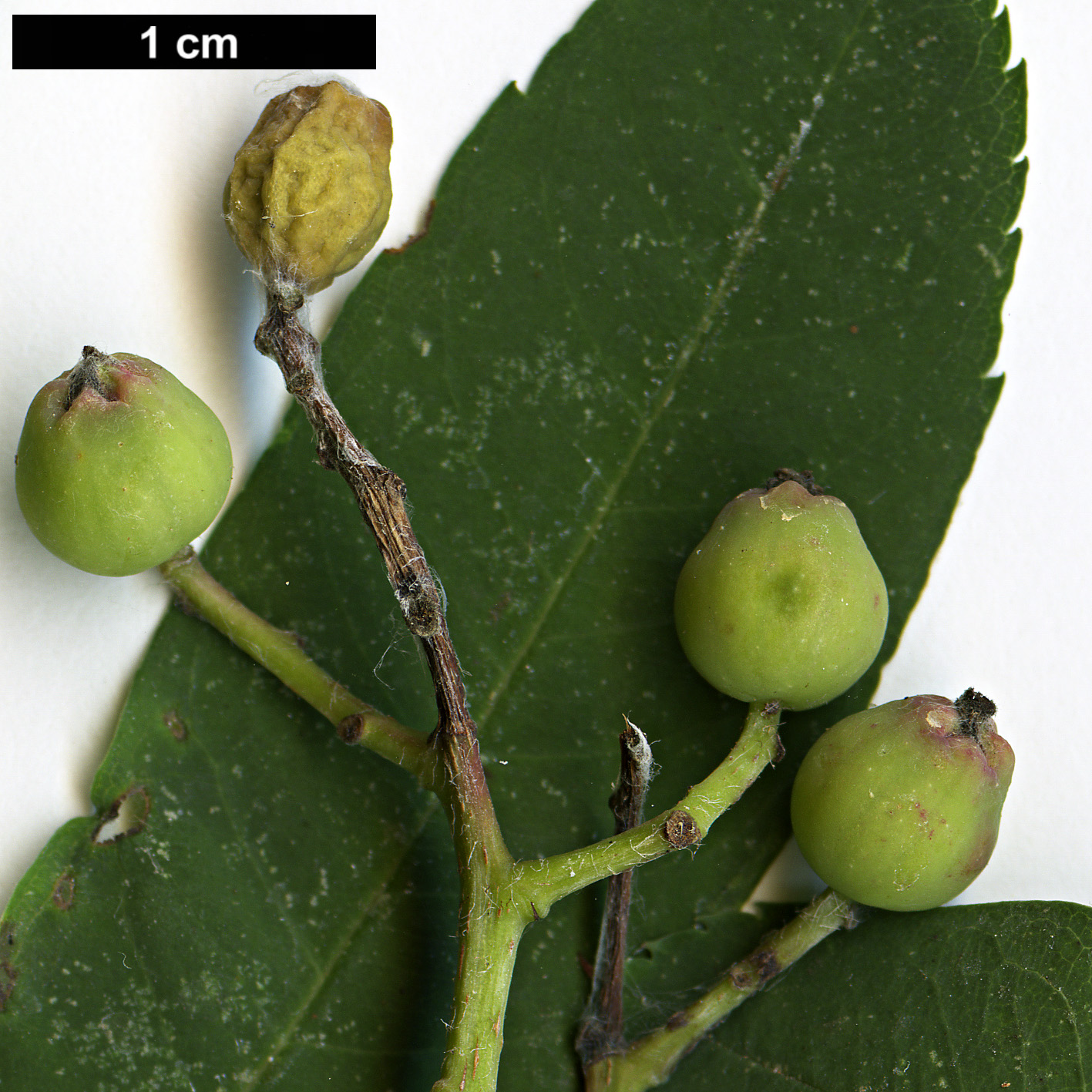 High resolution image: Family: Rosaceae - Genus: Sorbus - Taxon: discolor