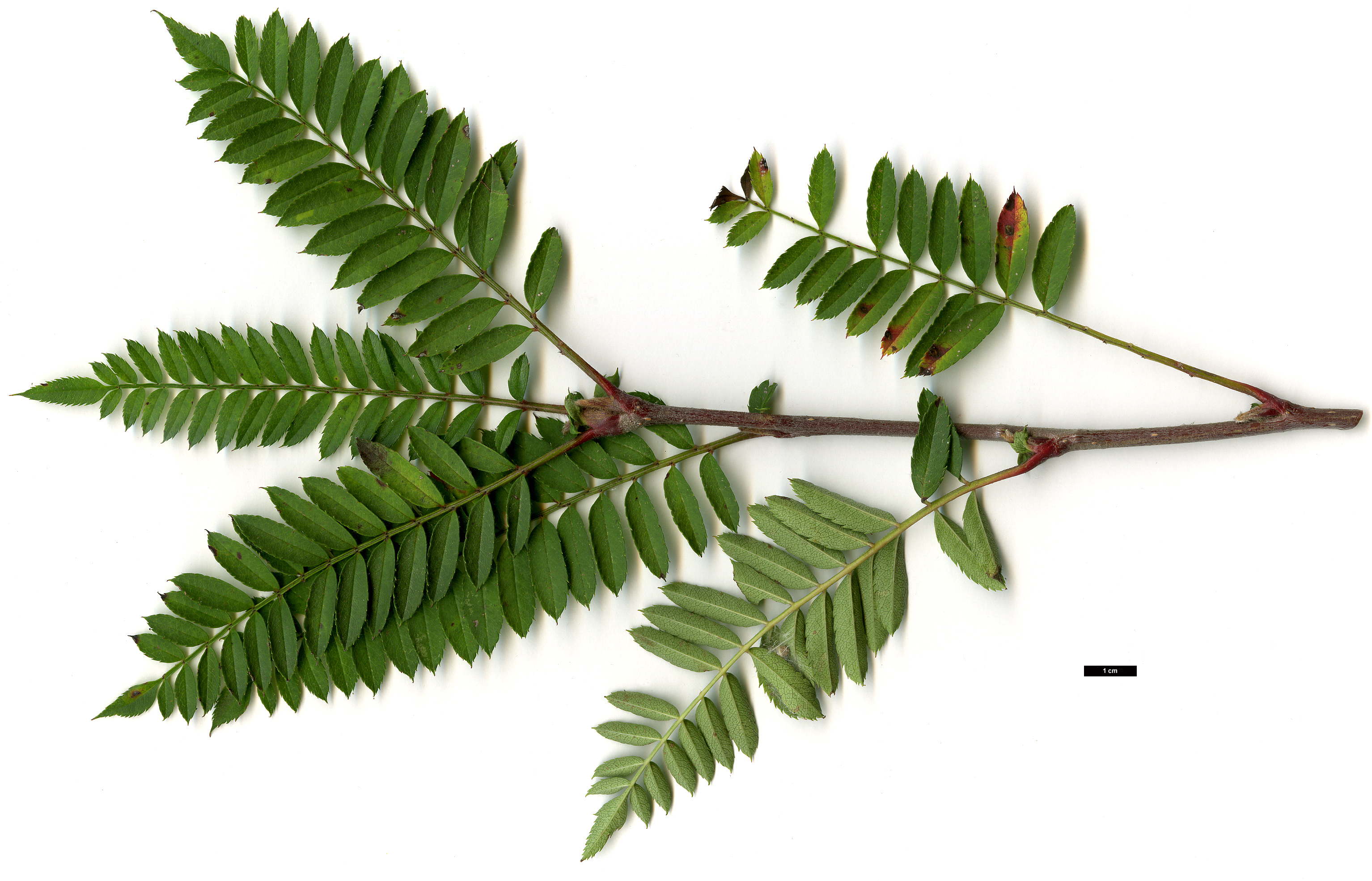 High resolution image: Family: Rosaceae - Genus: Sorbus - Taxon: eburnea