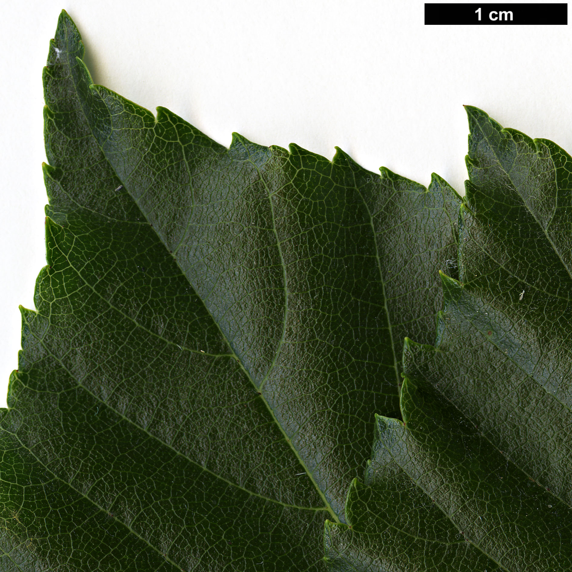 High resolution image: Family: Rosaceae - Genus: Sorbus - Taxon: eleonorae