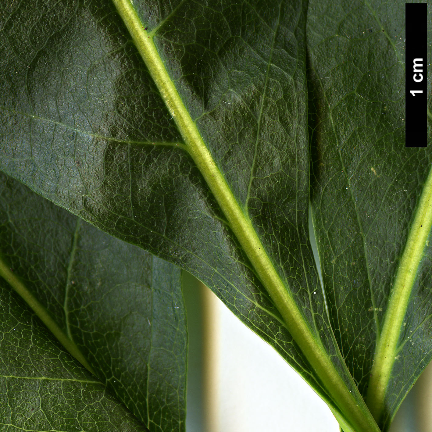 High resolution image: Family: Rosaceae - Genus: Sorbus - Taxon: eleonorae