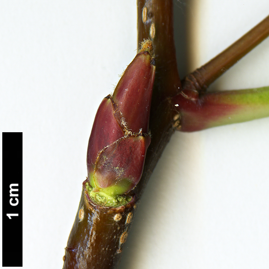 High resolution image: Family: Rosaceae - Genus: Sorbus - Taxon: ellipsoidalis