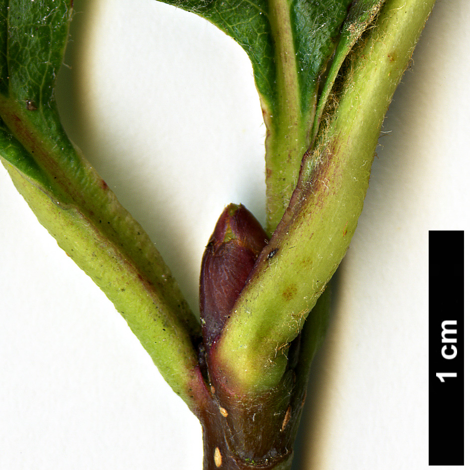 High resolution image: Family: Rosaceae - Genus: Sorbus - Taxon: epidendron