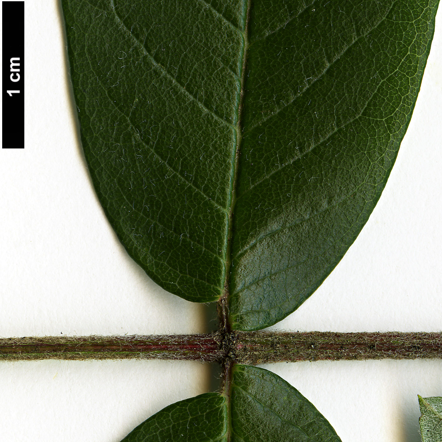 High resolution image: Family: Rosaceae - Genus: Sorbus - Taxon: esserteauiana