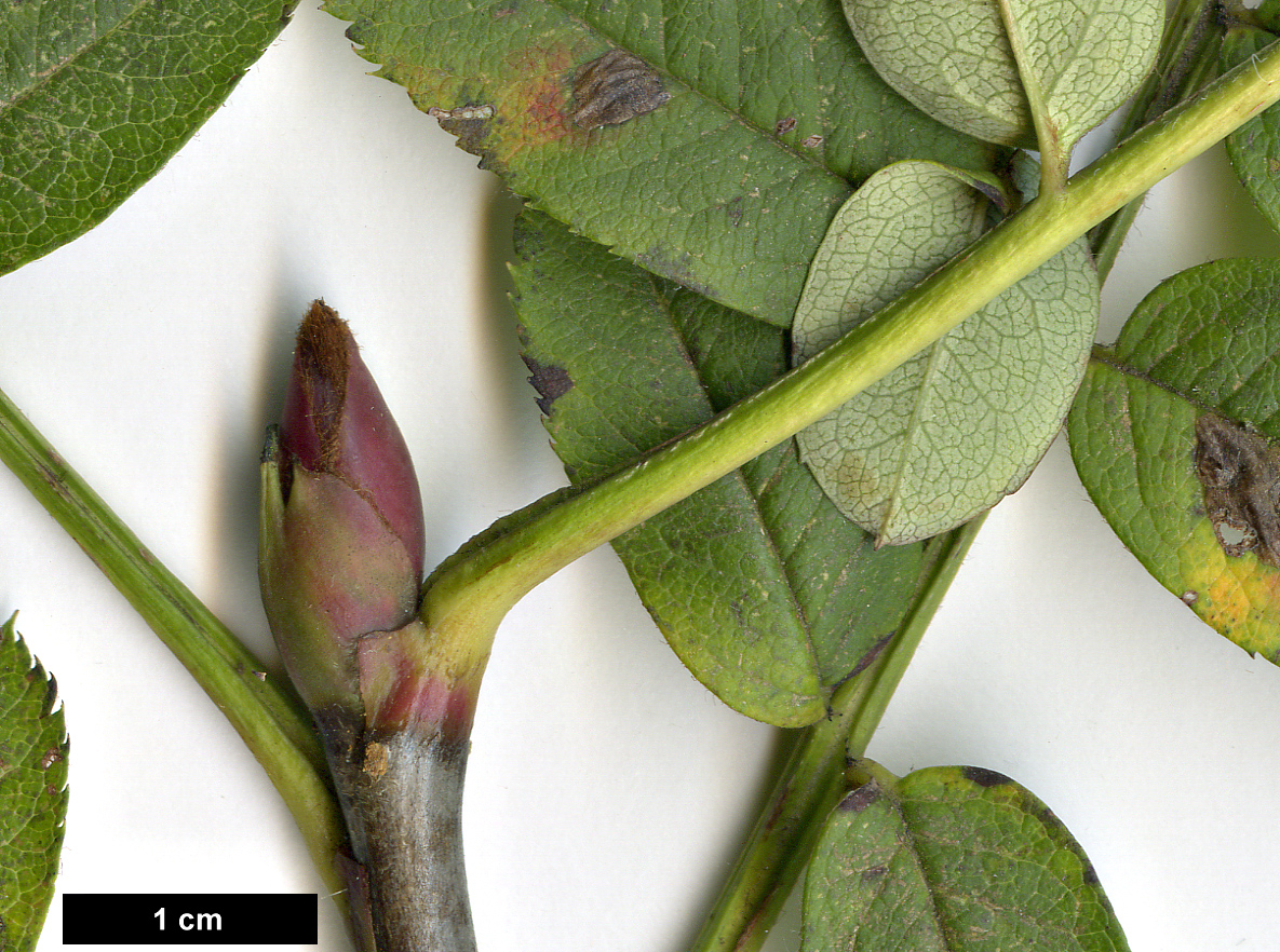 High resolution image: Family: Rosaceae - Genus: Sorbus - Taxon: foliolosa