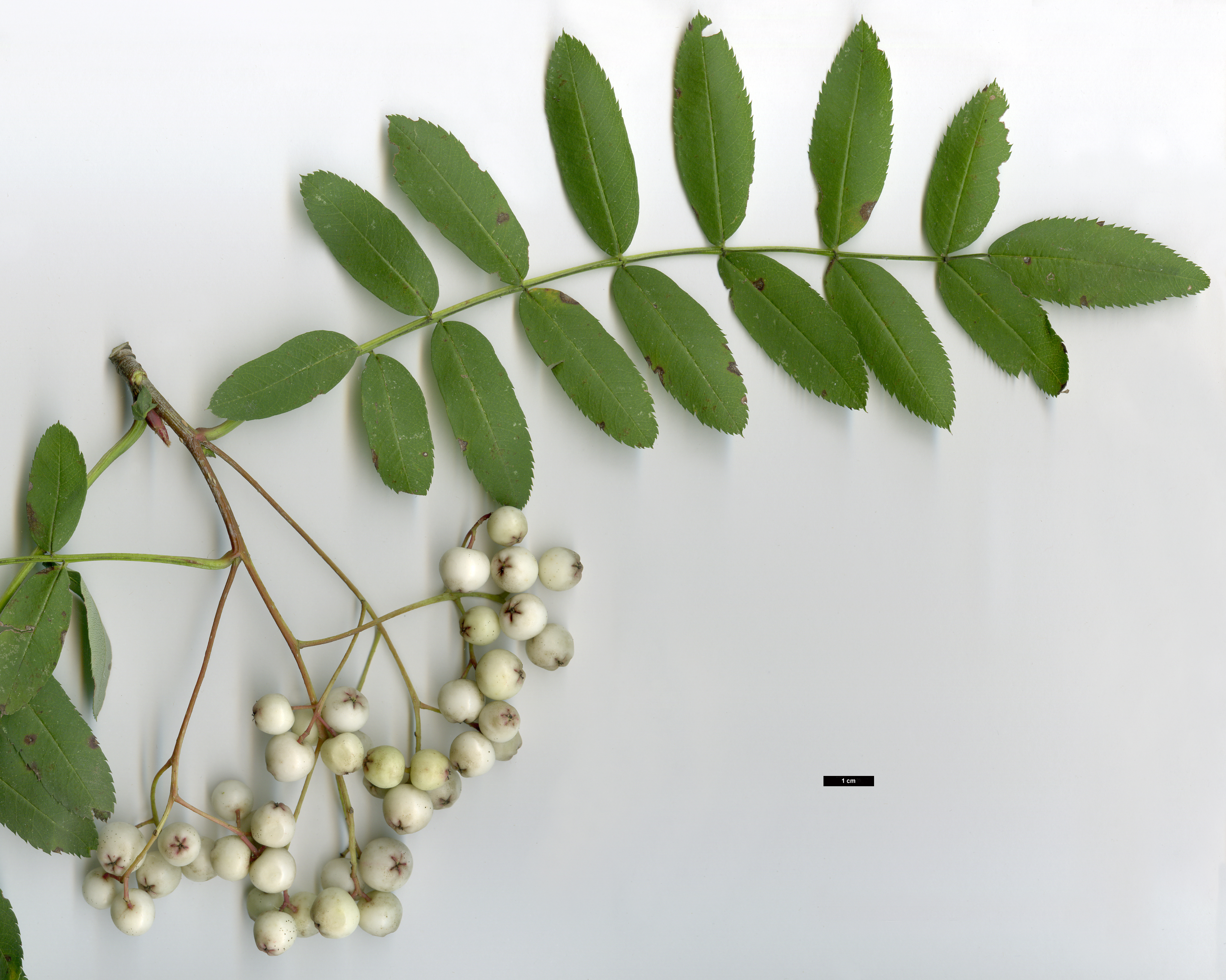 High resolution image: Family: Rosaceae - Genus: Sorbus - Taxon: forrestii