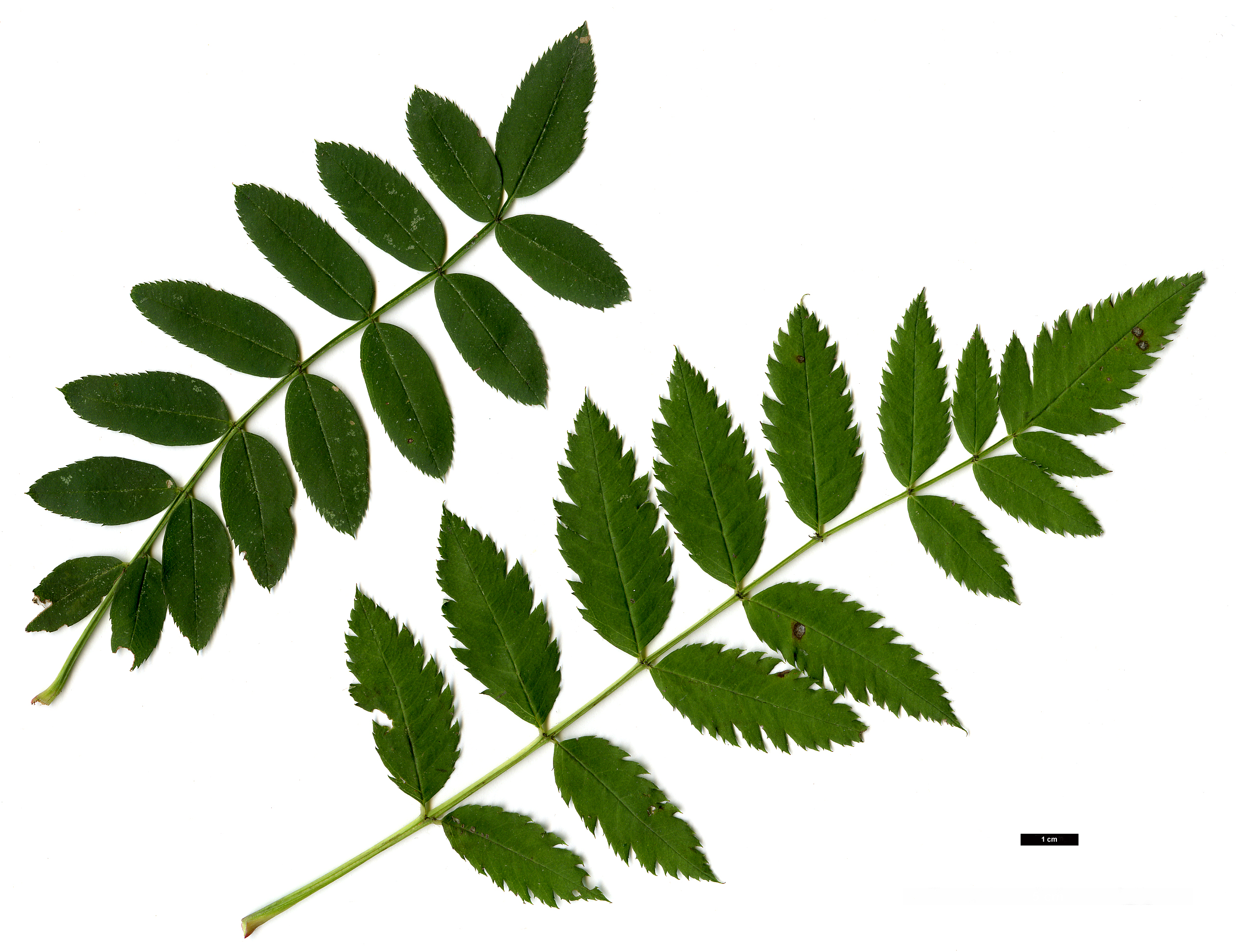 High resolution image: Family: Rosaceae - Genus: Sorbus - Taxon: forrestii