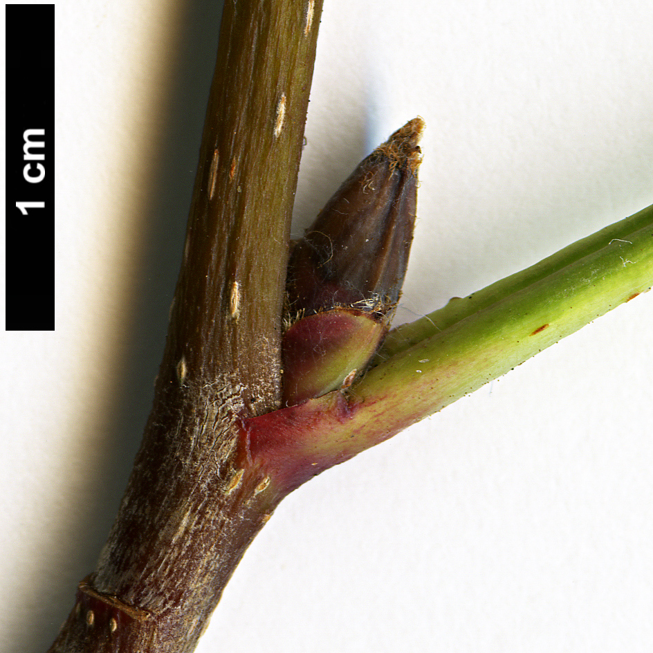 High resolution image: Family: Rosaceae - Genus: Sorbus - Taxon: glabriuscula