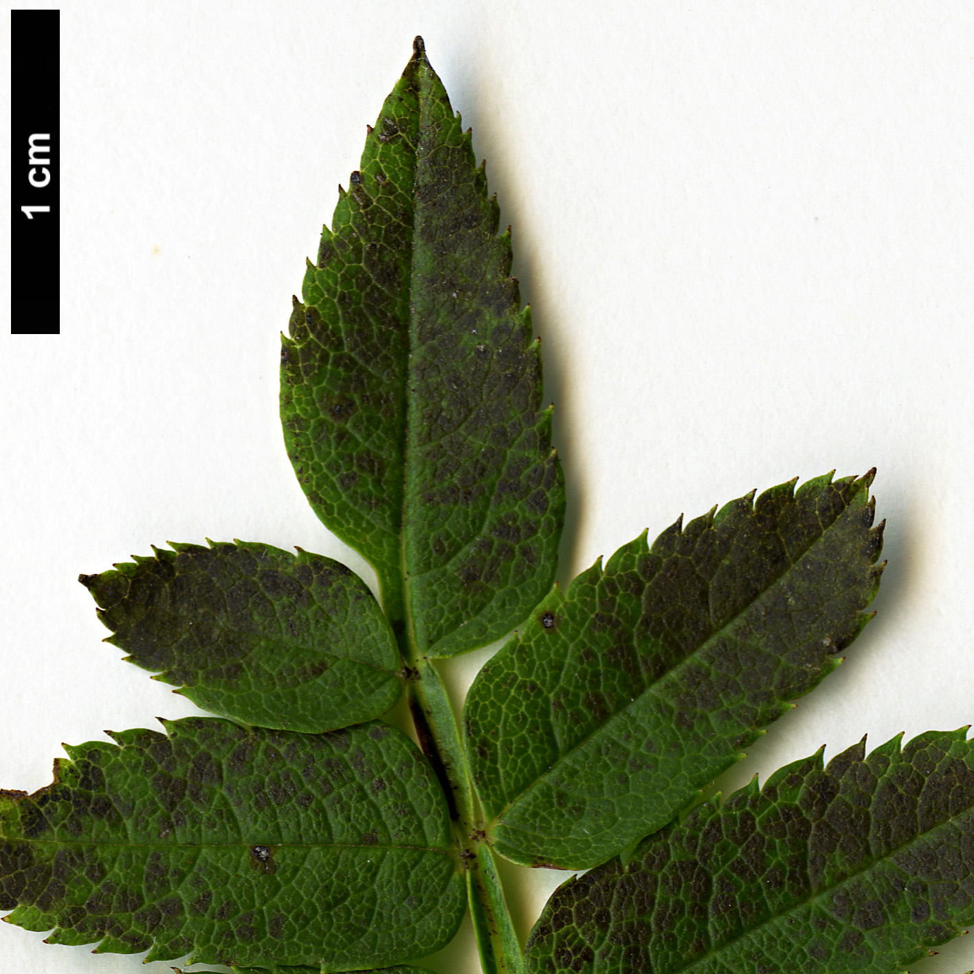 High resolution image: Family: Rosaceae - Genus: Sorbus - Taxon: glomerulata