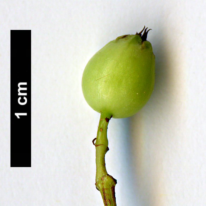 High resolution image: Family: Rosaceae - Genus: Sorbus - Taxon: glomerulata