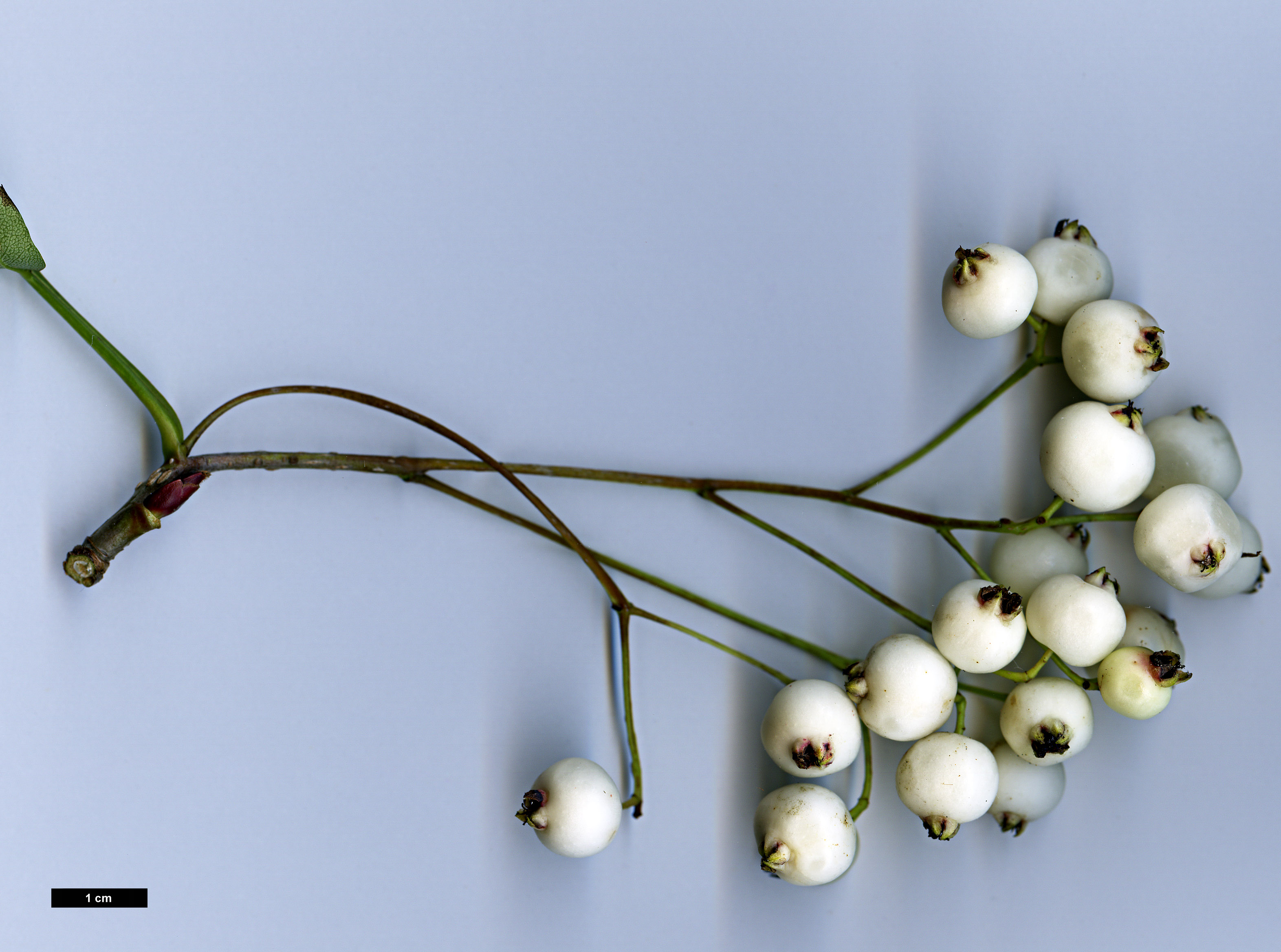 High resolution image: Family: Rosaceae - Genus: Sorbus - Taxon: gonggashanica