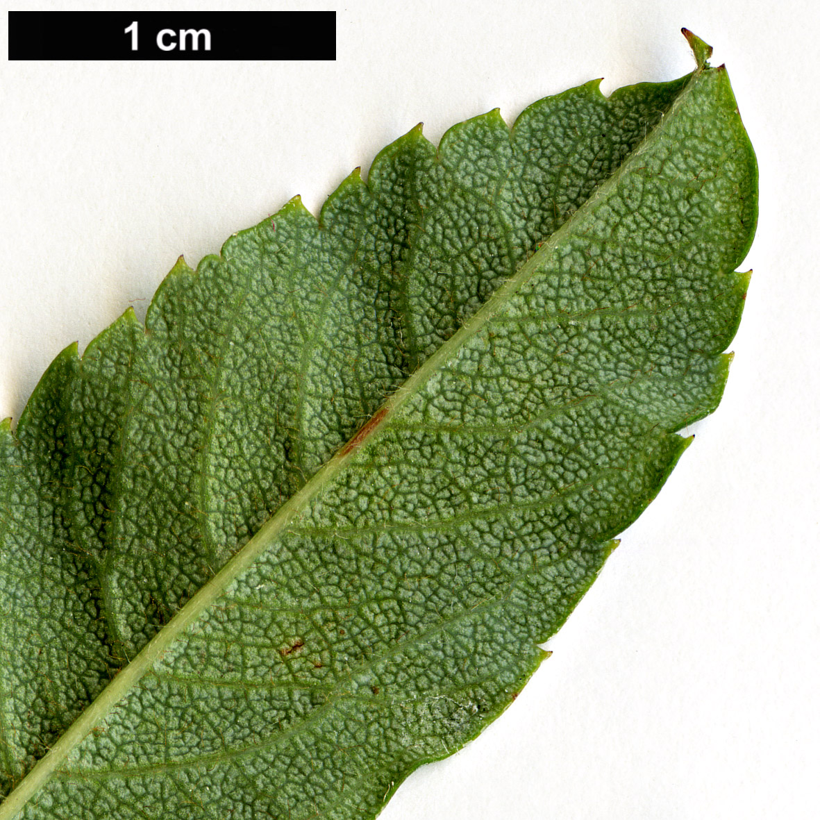 High resolution image: Family: Rosaceae - Genus: Sorbus - Taxon: gracilis