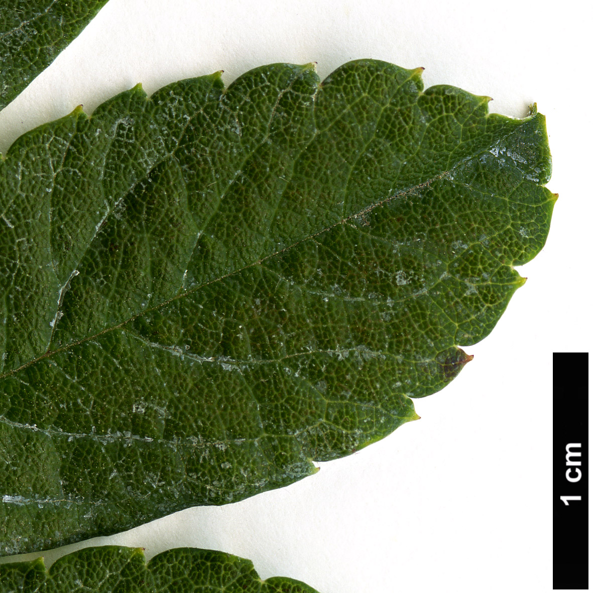 High resolution image: Family: Rosaceae - Genus: Sorbus - Taxon: gracilis
