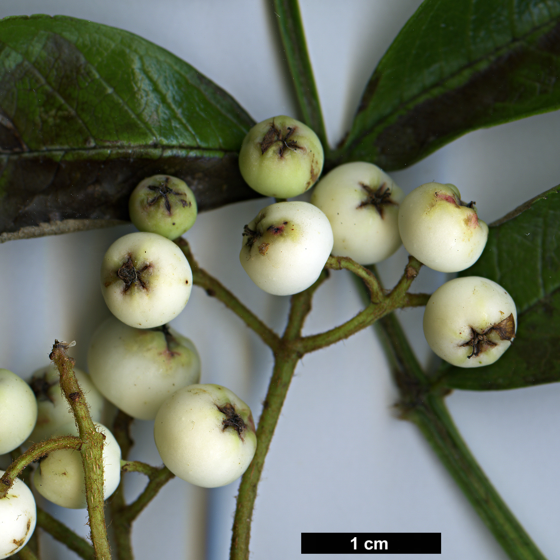 High resolution image: Family: Rosaceae - Genus: Sorbus - Taxon: helenae