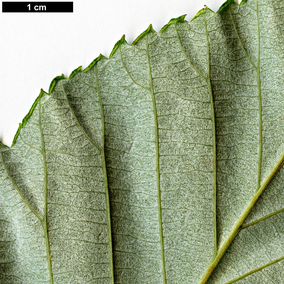 High resolution image: Family: Rosaceae - Genus: Sorbus - Taxon: hemsleyi
