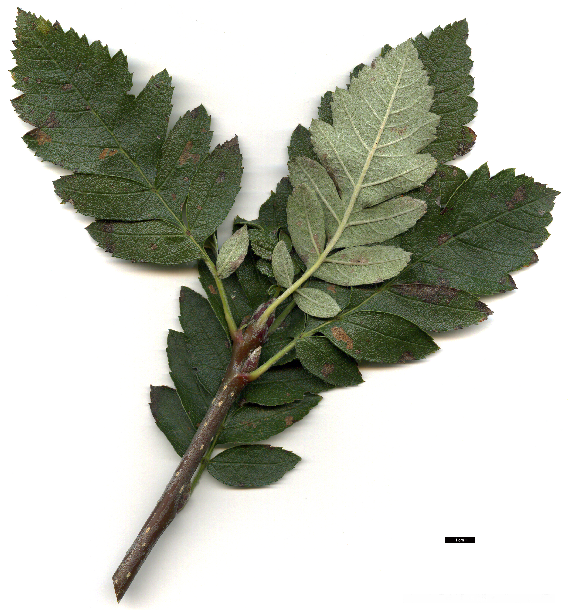 High resolution image: Family: Rosaceae - Genus: Sorbus - Taxon: hybrida