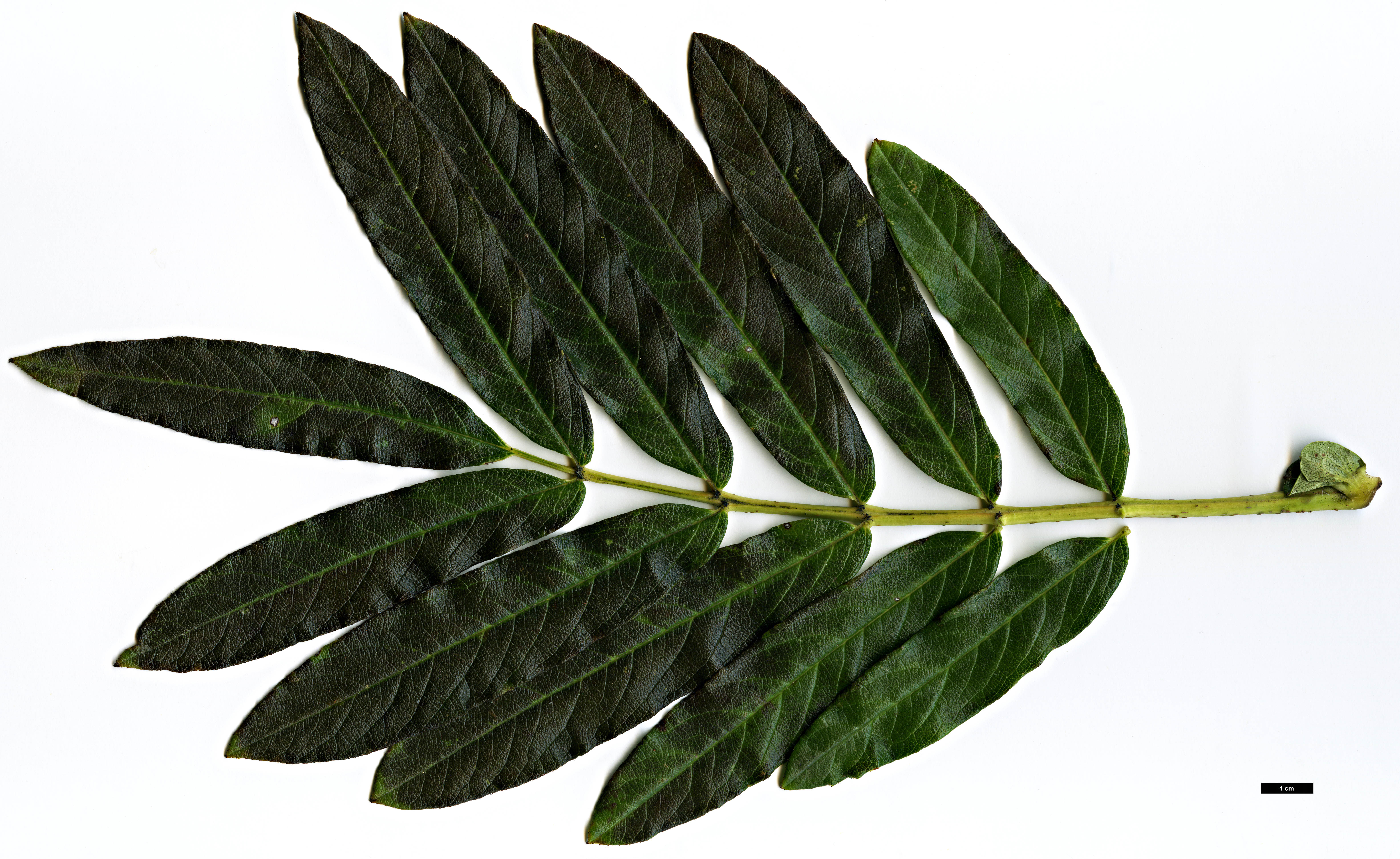 High resolution image: Family: Rosaceae - Genus: Sorbus - Taxon: insignis