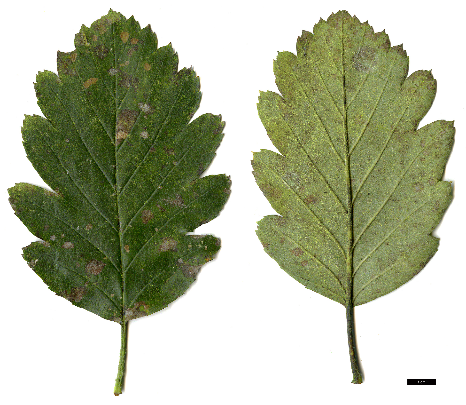 High resolution image: Family: Rosaceae - Genus: Sorbus - Taxon: intermedia
