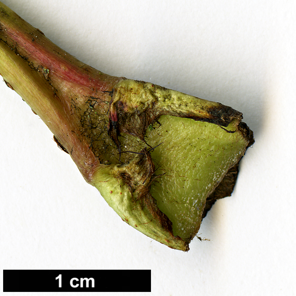 High resolution image: Family: Rosaceae - Genus: Sorbus - Taxon: keenanii
