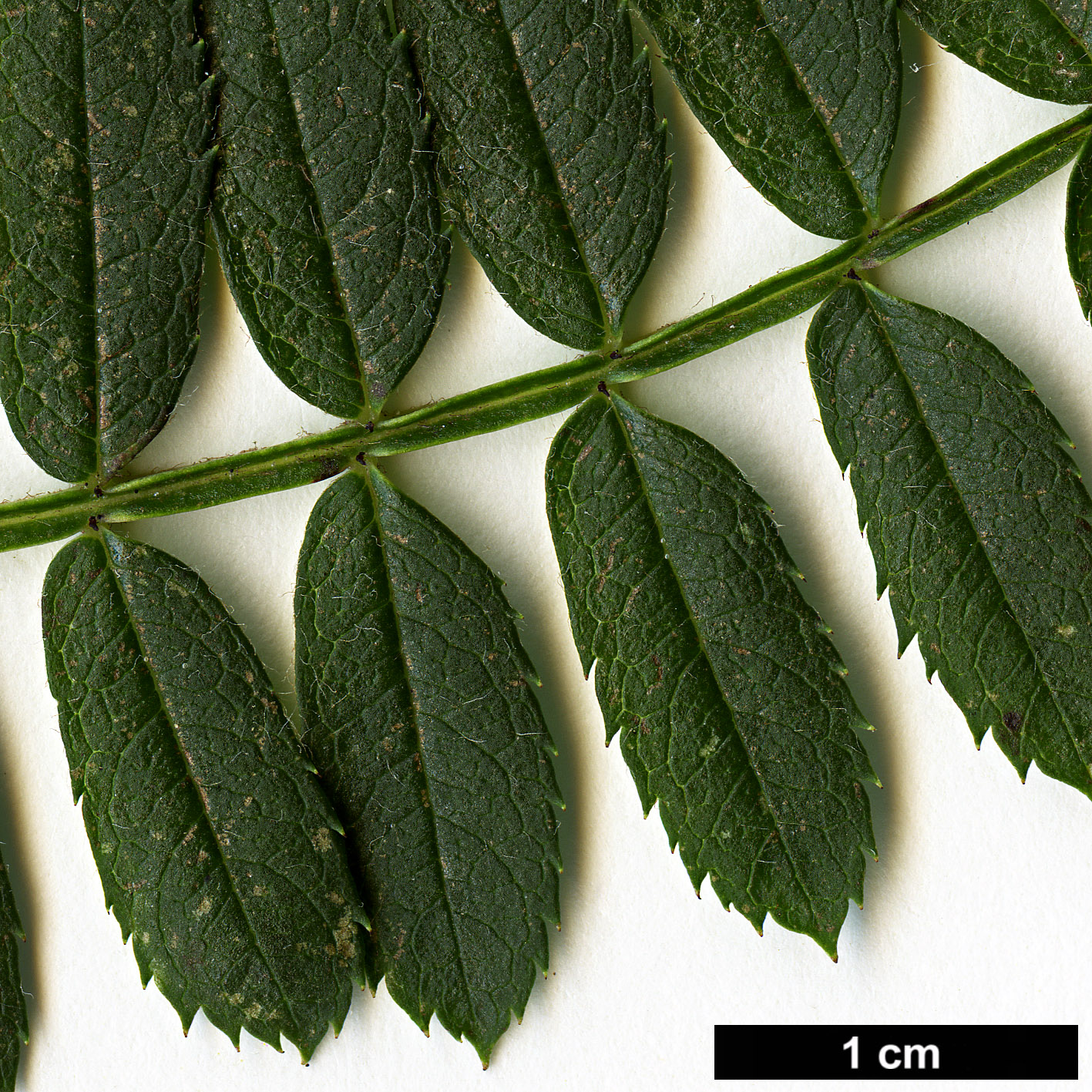 High resolution image: Family: Rosaceae - Genus: Sorbus - Taxon: khumbuensis