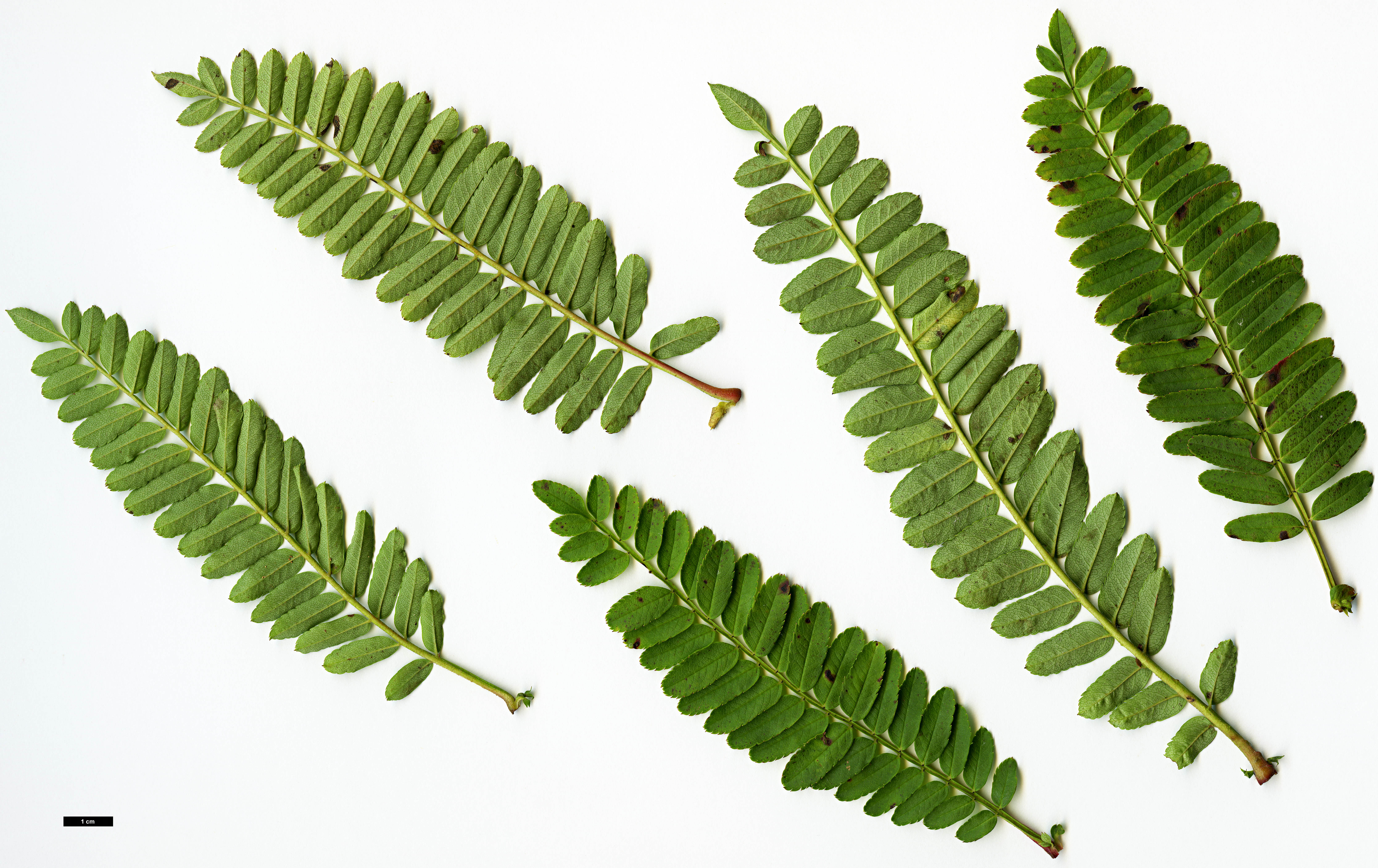 High resolution image: Family: Rosaceae - Genus: Sorbus - Taxon: koehneana