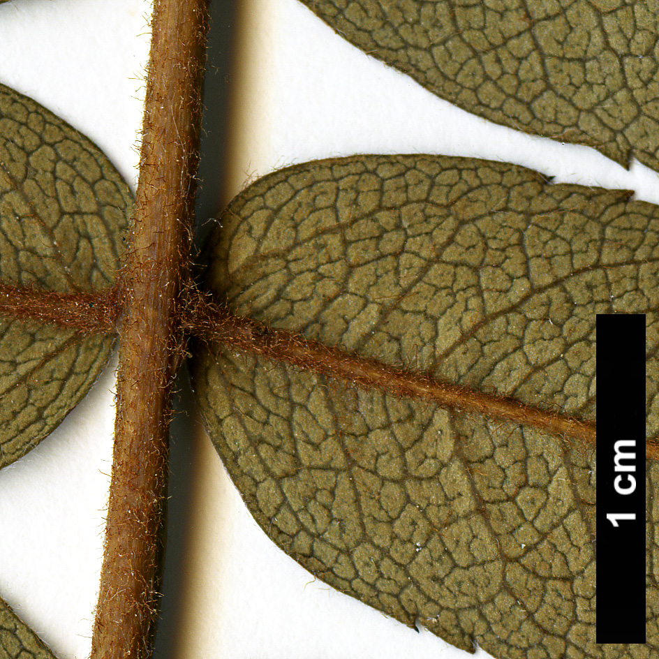 High resolution image: Family: Rosaceae - Genus: Sorbus - Taxon: kongboensis