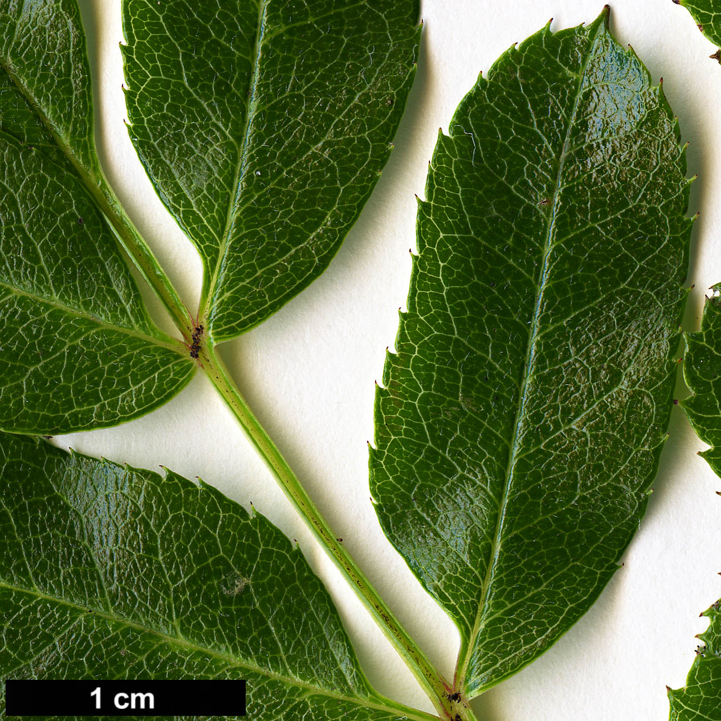 High resolution image: Family: Rosaceae - Genus: Sorbus - Taxon: kurzii