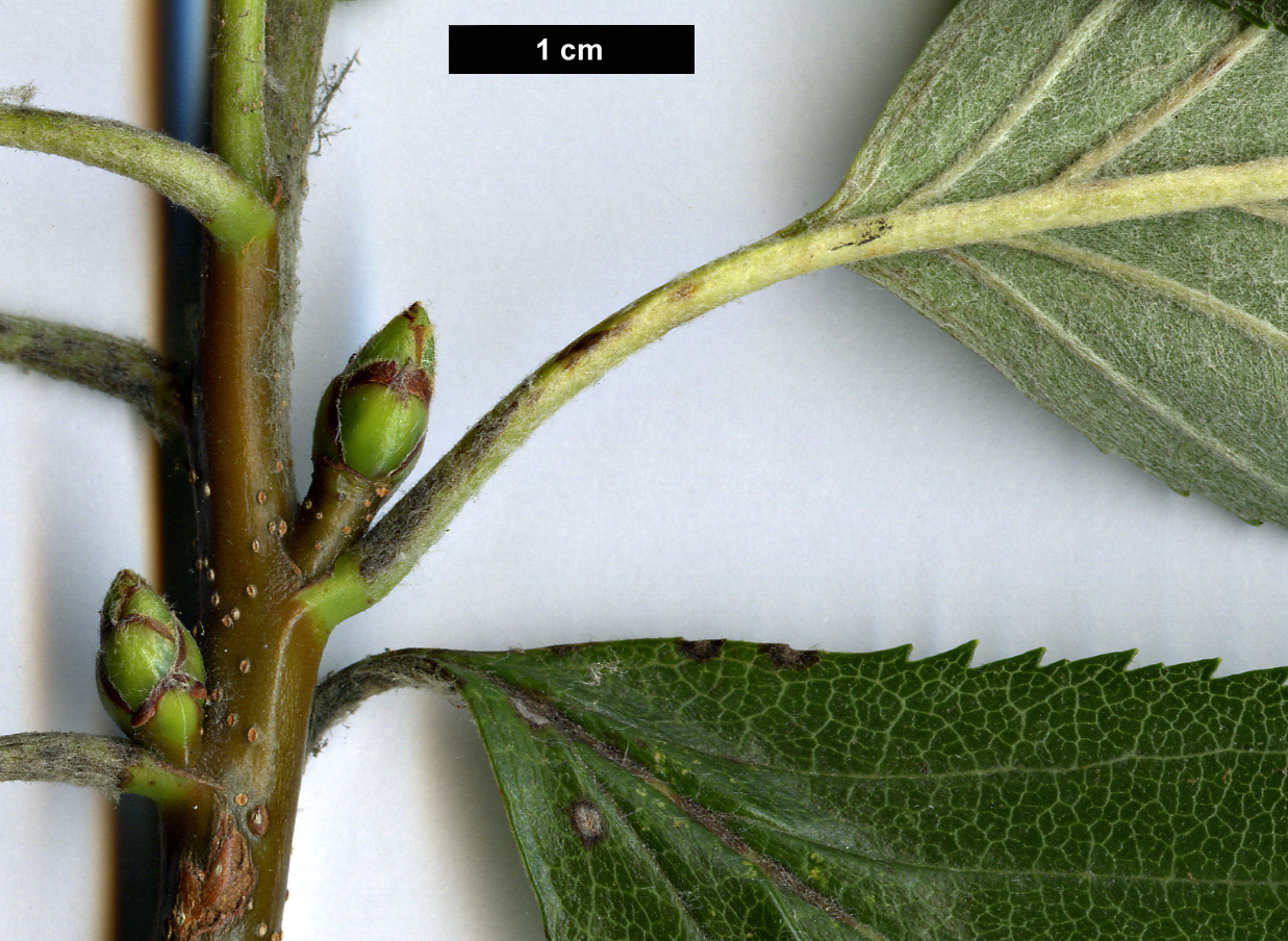 High resolution image: Family: Rosaceae - Genus: Sorbus - Taxon: latissima