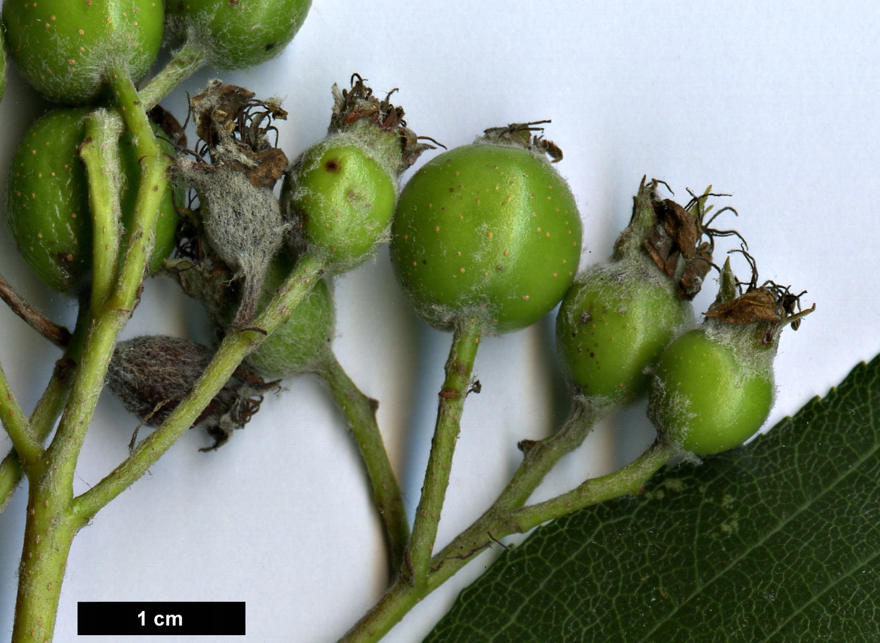 High resolution image: Family: Rosaceae - Genus: Sorbus - Taxon: latissima