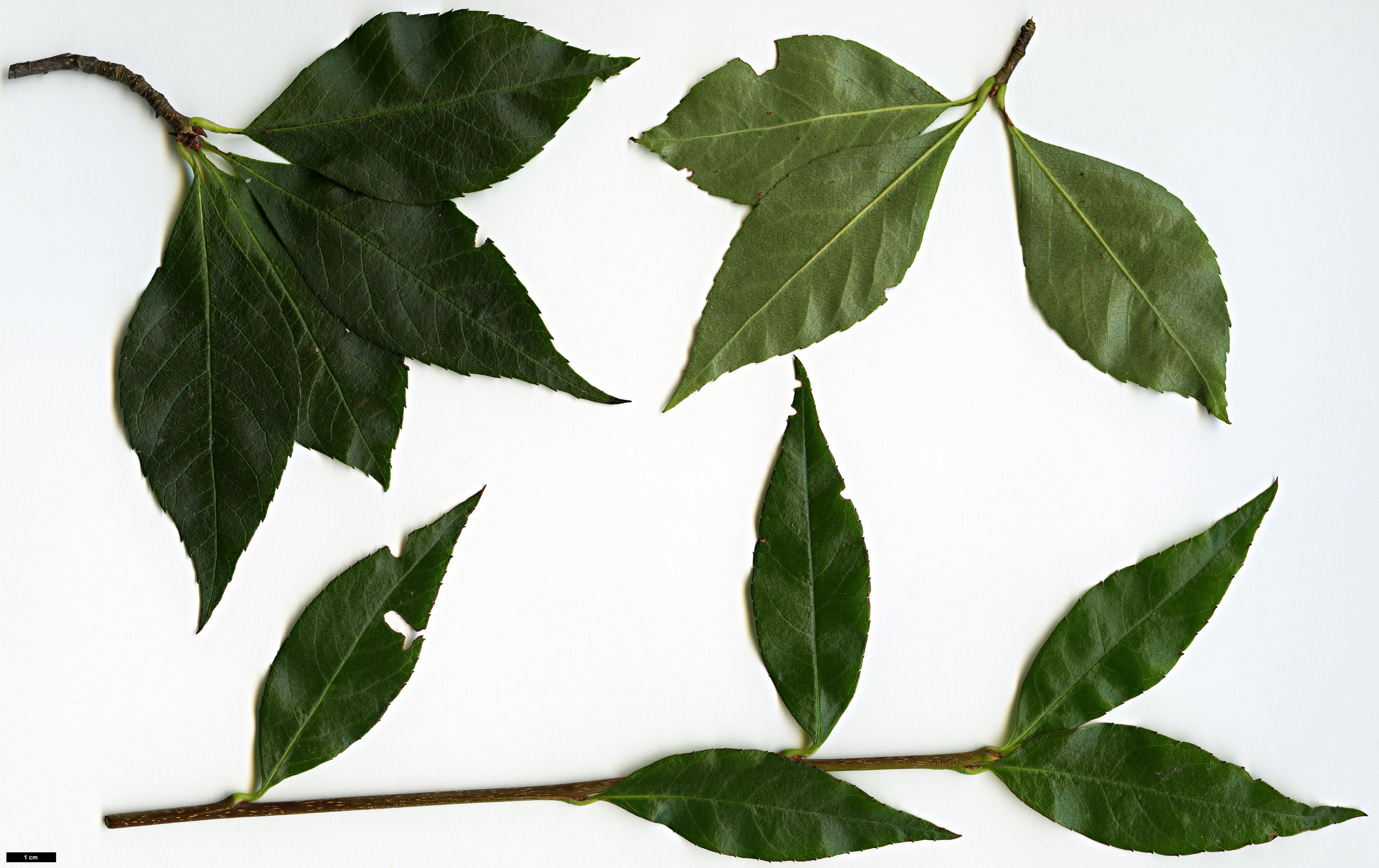 High resolution image: Family: Rosaceae - Genus: Sorbus - Taxon: ligustrifolia