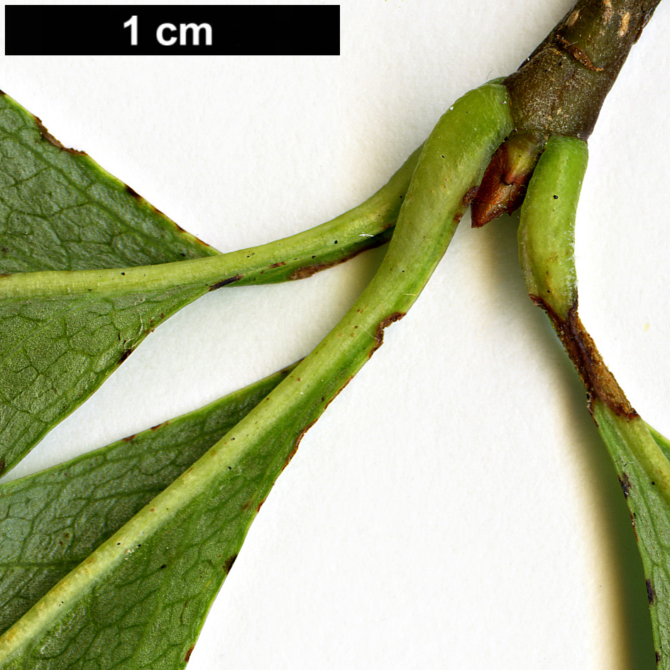 High resolution image: Family: Rosaceae - Genus: Sorbus - Taxon: ligustrifolia