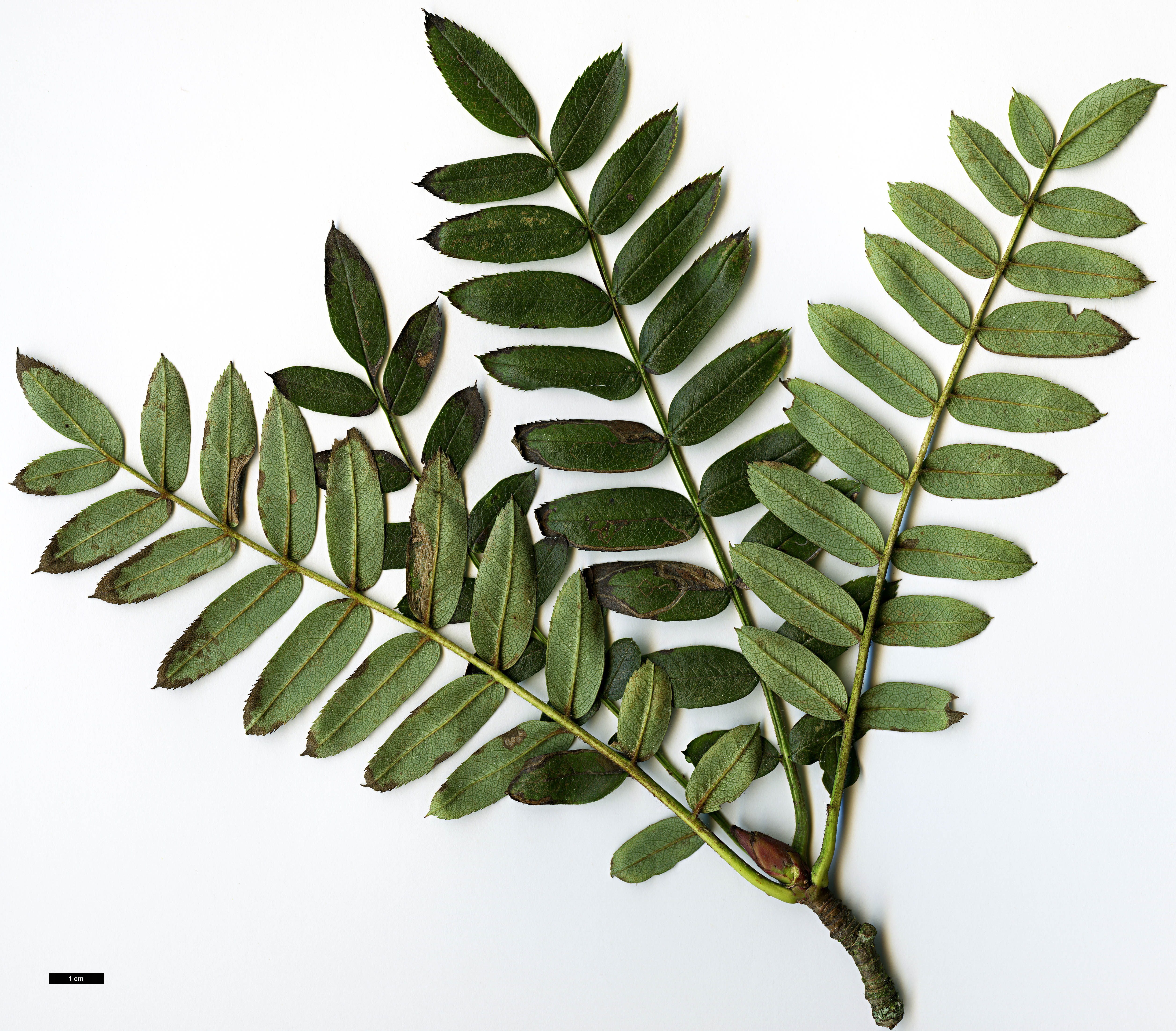 High resolution image: Family: Rosaceae - Genus: Sorbus - Taxon: lingshiensis
