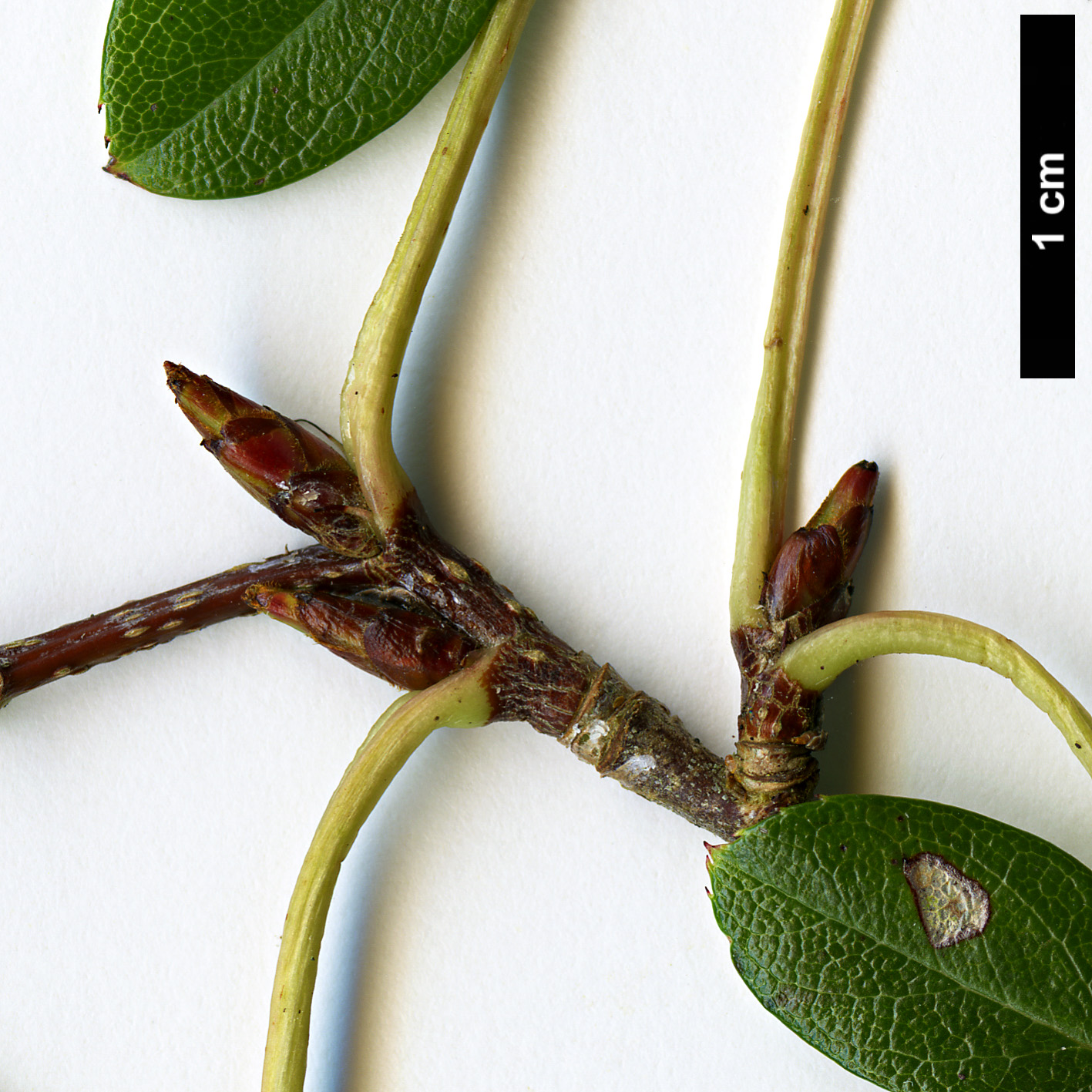 High resolution image: Family: Rosaceae - Genus: Sorbus - Taxon: macallisteri