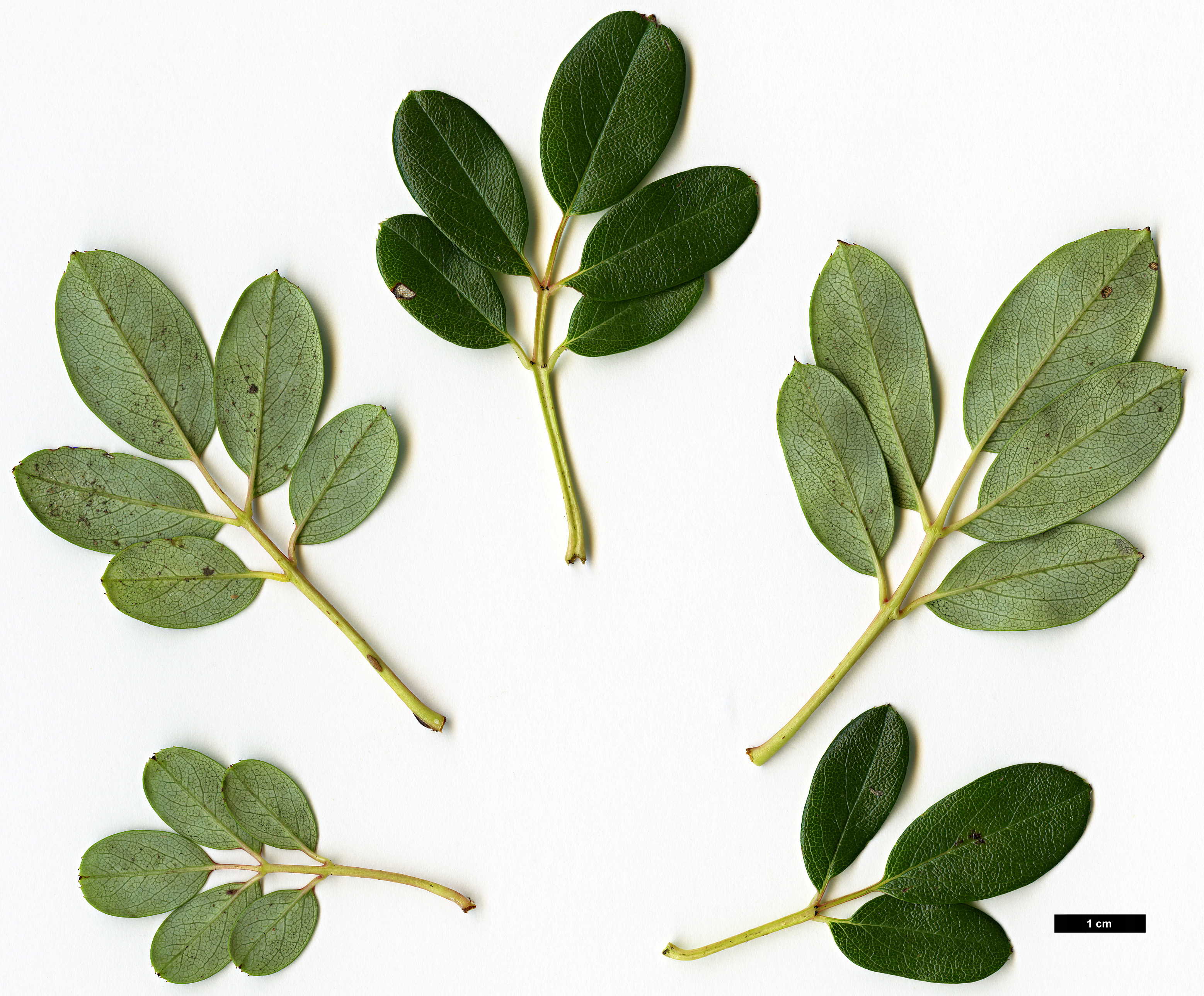 High resolution image: Family: Rosaceae - Genus: Sorbus - Taxon: macallisteri