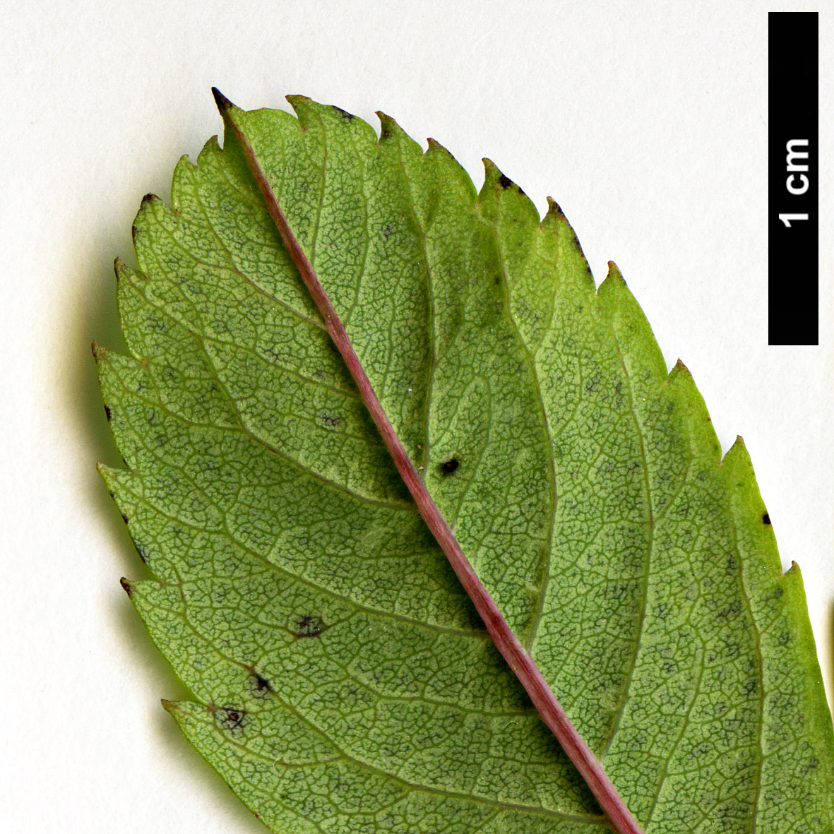High resolution image: Family: Rosaceae - Genus: Sorbus - Taxon: matsumurana